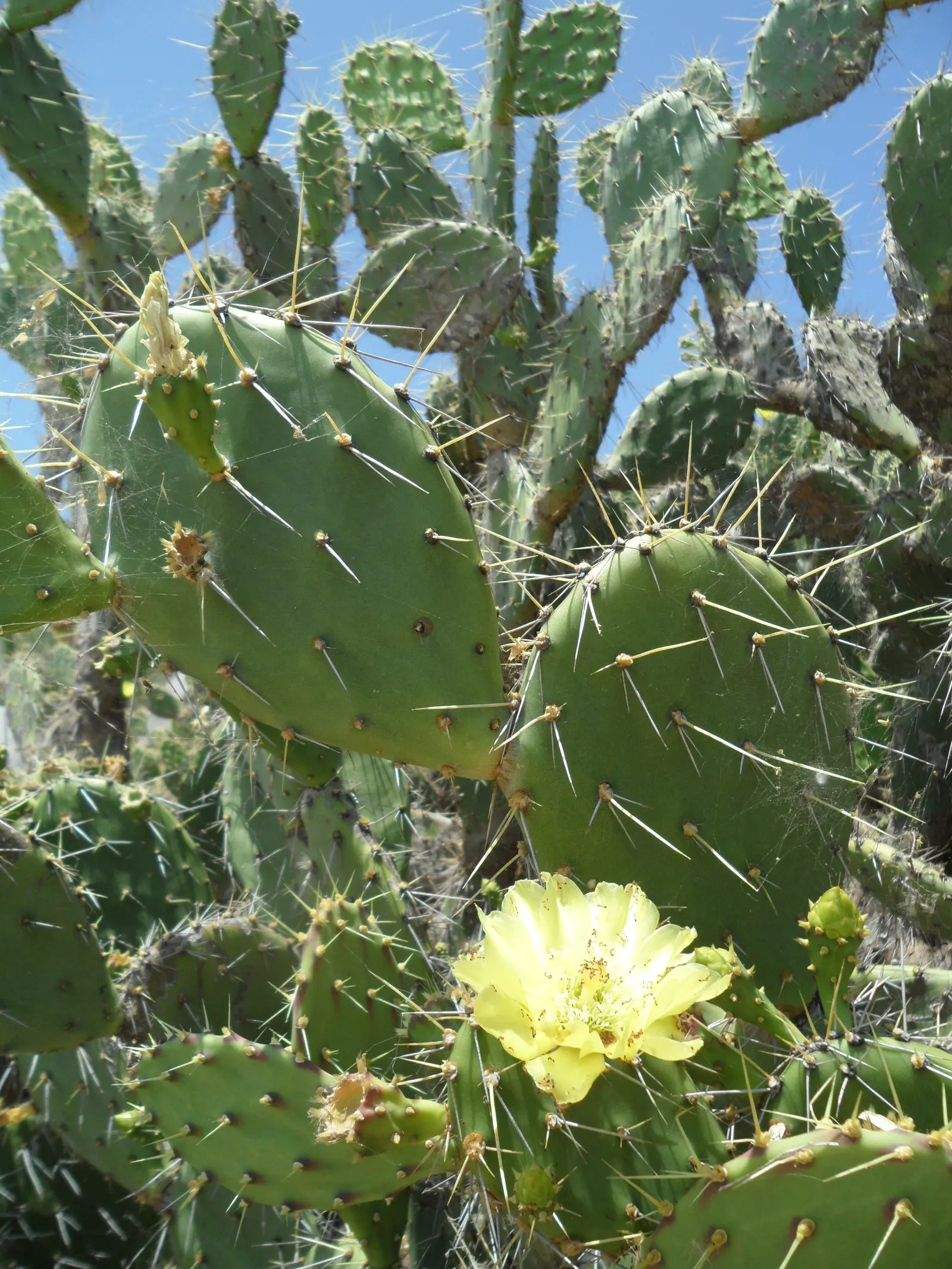 Coastal Prickly Pear (Opuntia littoralis) — allowing for considerable ground coverage, image 104