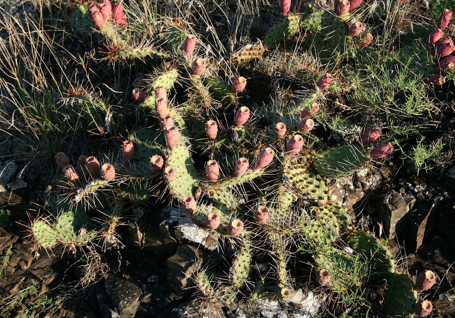 Coastal Prickly Pear (Opuntia littoralis) — allowing for considerable ground coverage, image 127