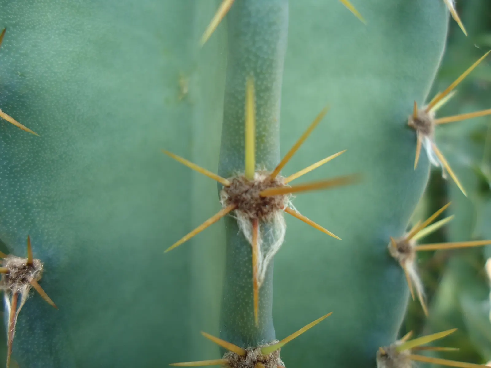 Coastal Prickly Pear (Opuntia littoralis) — Opuntia littoralis reaches a moderate height of 3 to 4 feet and can spread approximately 4 to 6 feet, image 80