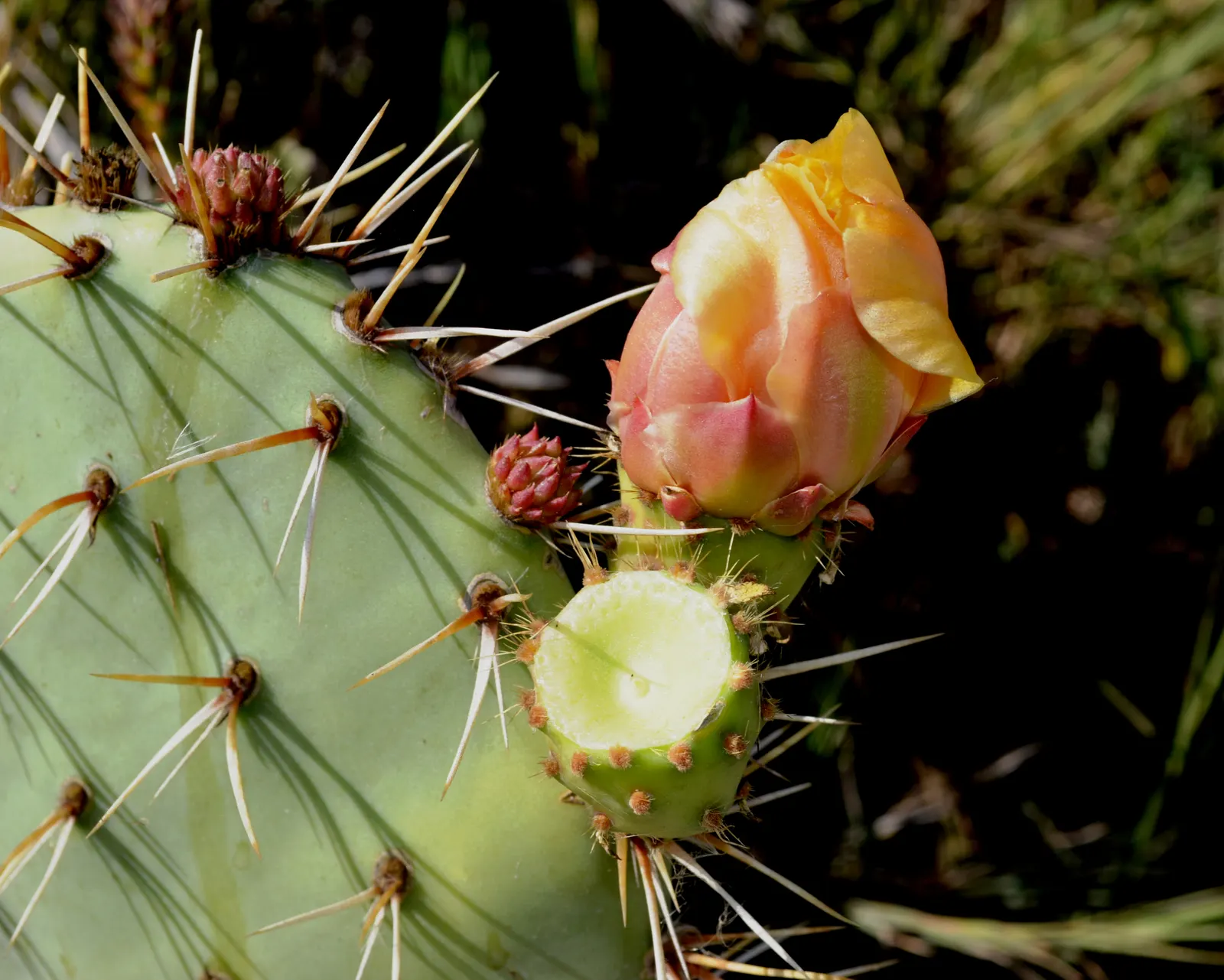 Coastal Prickly Pear (Opuntia littoralis) — It thrives in full sun exposure and requires well-draining soils to prevent root rot; offering both, image 133