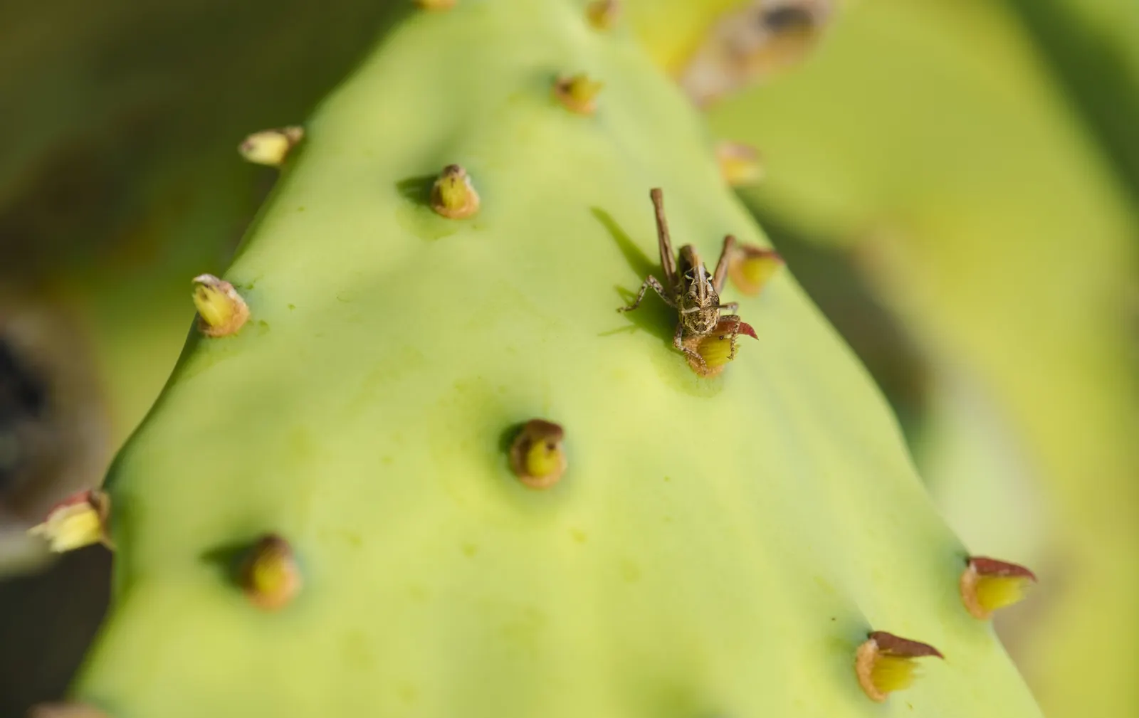 Coastal Prickly Pear (Opuntia littoralis) — drought-tolerant cactus native to California's coastal regions; opuntia littoralis reaches a moderate, image 117