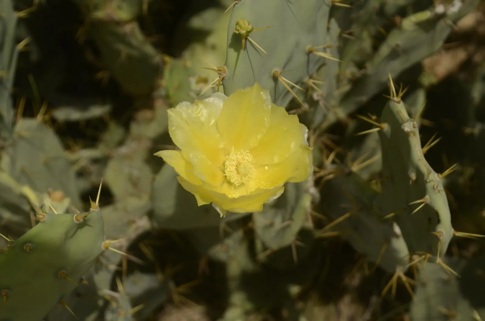 Coastal Prickly Pear (Opuntia littoralis) — Opuntia littoralis reaches a moderate height of 3 to 4 feet and can spread approximately 4 to 6 feet, image 126