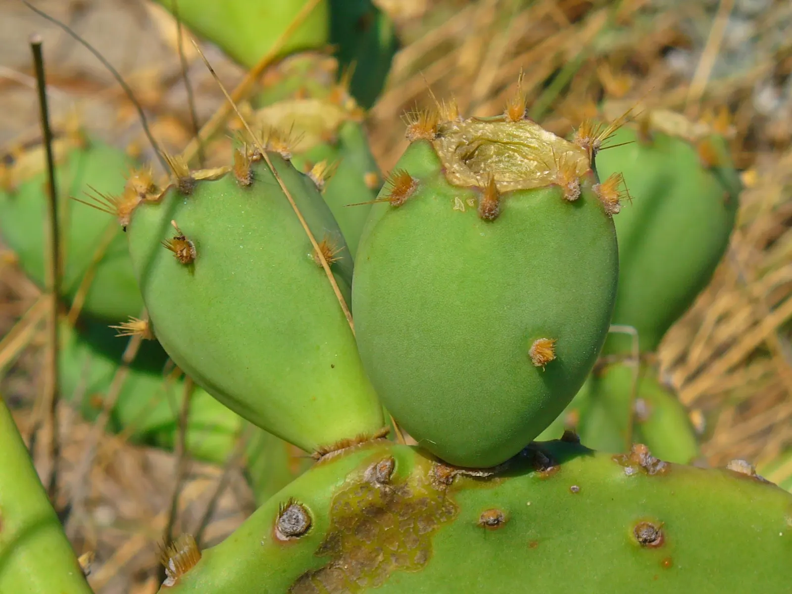 Coastal Prickly Pear (Opuntia littoralis) — The Coastal Prickly Pear (Opuntia littoralis) is a resilient; this species typically reaches 2-3 feet, image 70