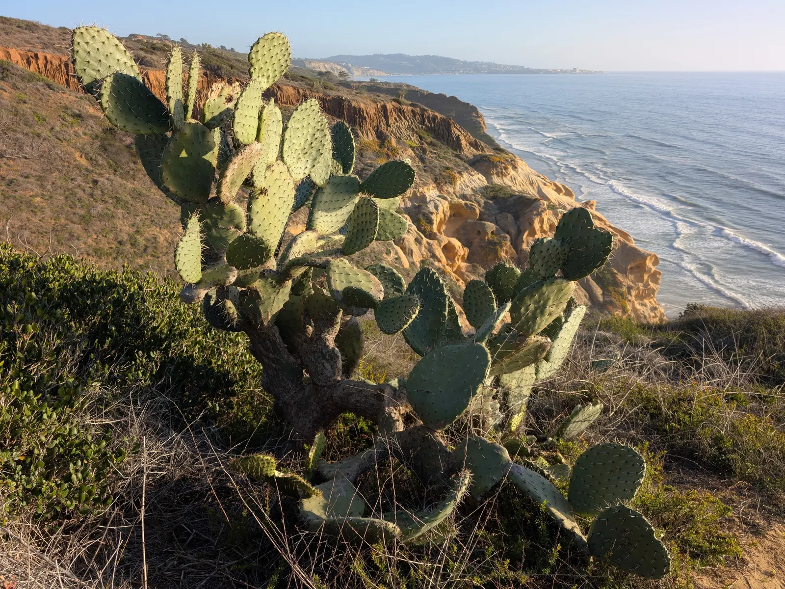 Coastal Prickly Pear (Opuntia littoralis) — offering both aesthetic appeal and minimal maintenance requirements; presents a vibrant addition to any, image 54