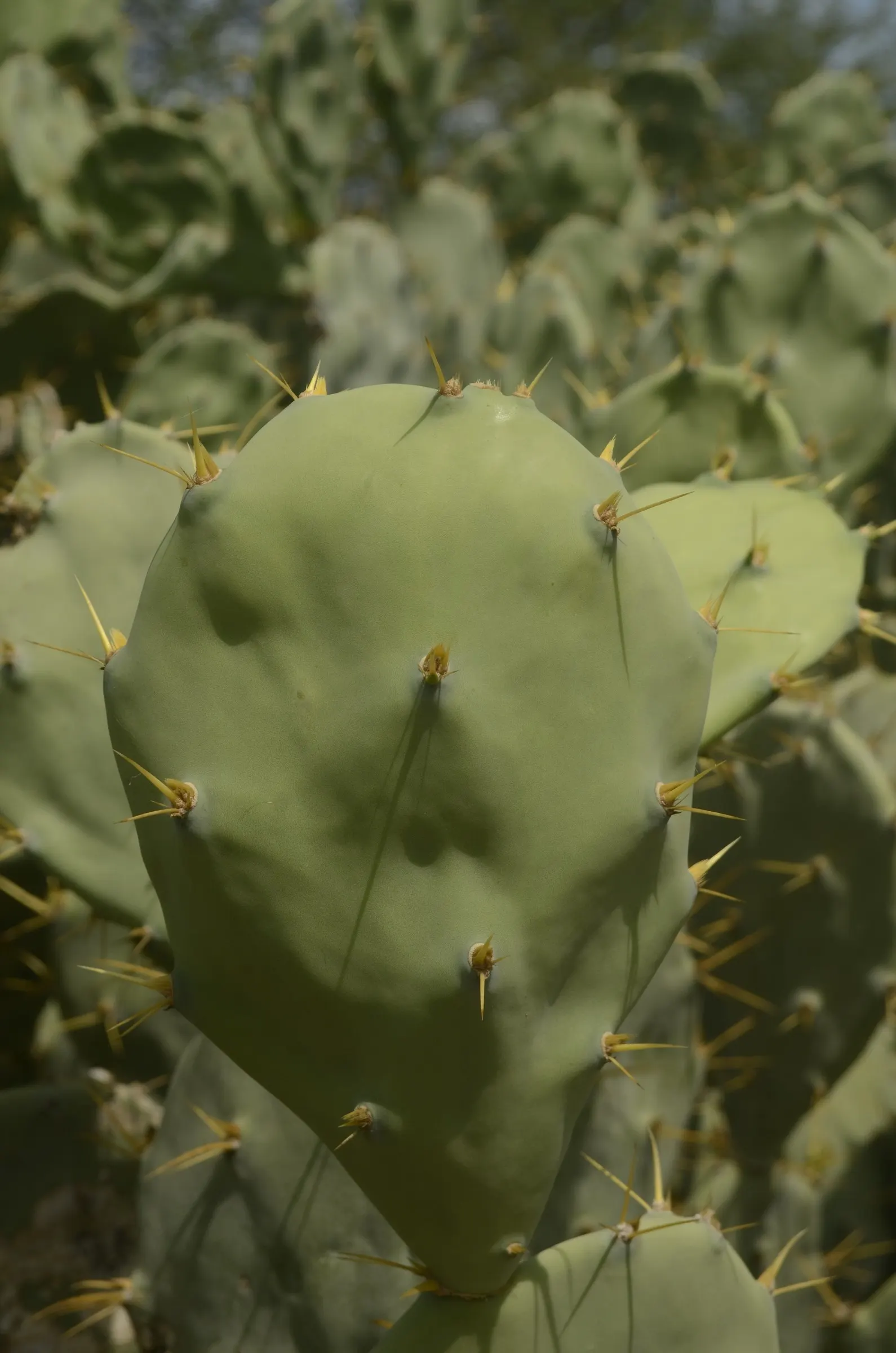 Coastal Prickly Pear (Opuntia littoralis) — Originating from the coastal regions of California and extending down towards Mexico; during late, image 124
