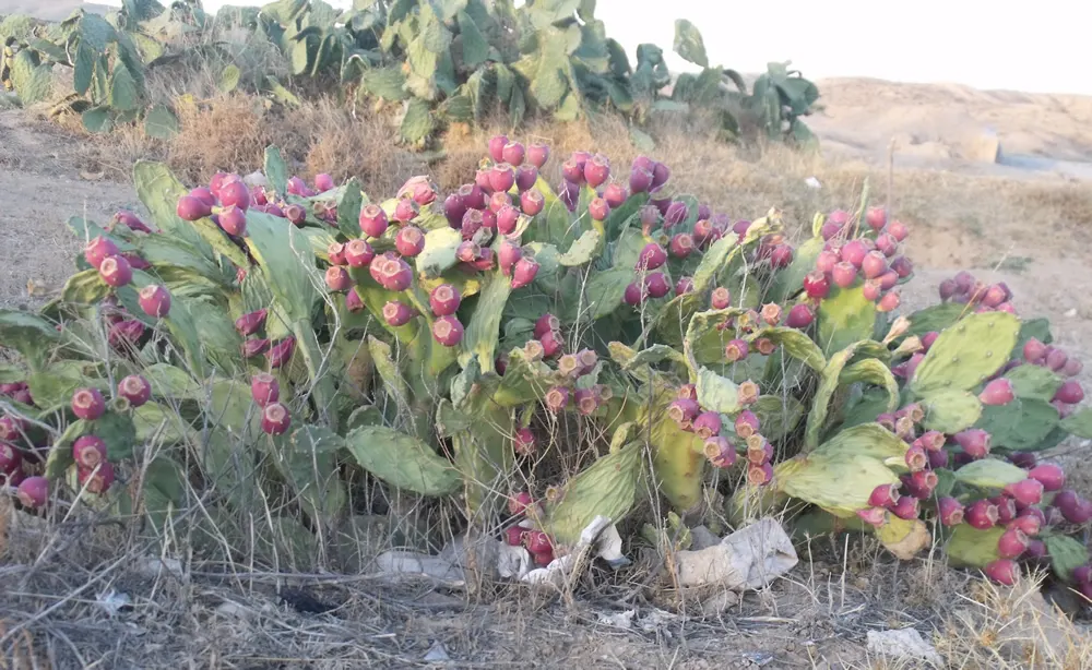 Coastal Prickly Pear (Opuntia littoralis) — cactus for full; to integrate Opuntia littoralis into your landscape, image 115