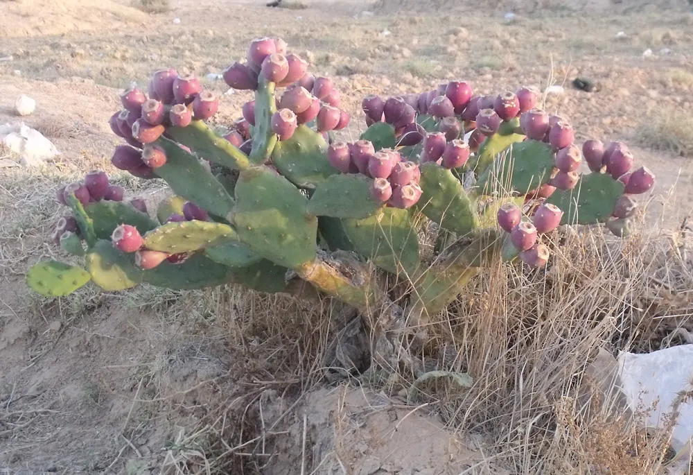 Coastal Prickly Pear (Opuntia littoralis) — It thrives in full sun and well-drained soils, adding a dramatic texture and warm tones to arid, image 120