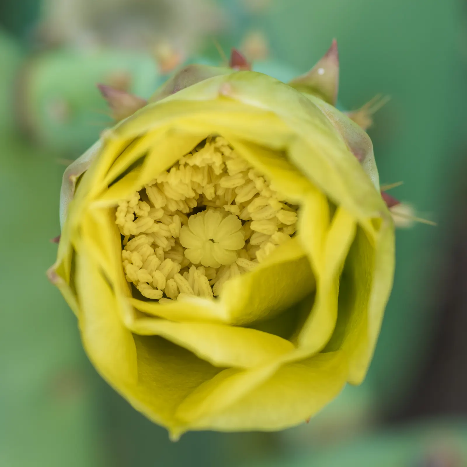 Coastal Prickly Pear (Opuntia littoralis) — Once established, it demands minimal watering, aligning with water conservation principles; this, image 65