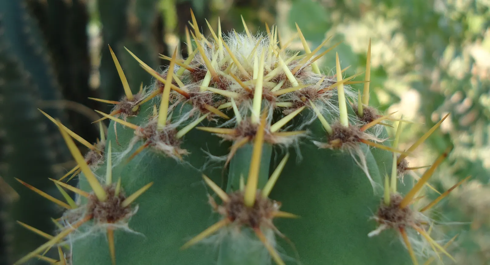 Coastal Prickly Pear (Opuntia littoralis) — This species typically reaches 2-3 feet in height and spreads about 4-5 feet wide; drought-tolerant, image 50