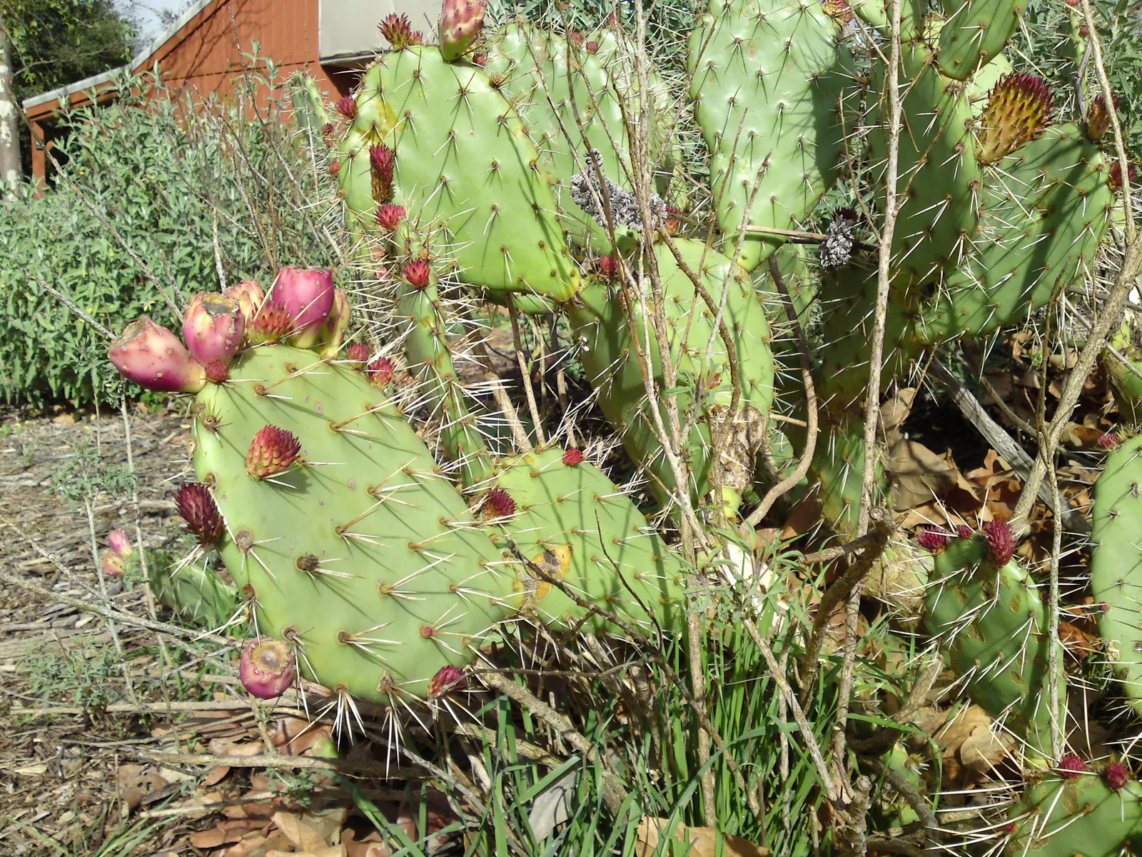 Coastal Prickly Pear (Opuntia littoralis) — Coastal Prickly Pear is an ideal selection; the Coastal Prickly Pear (Opuntia littoralis) is a resilient, image 86