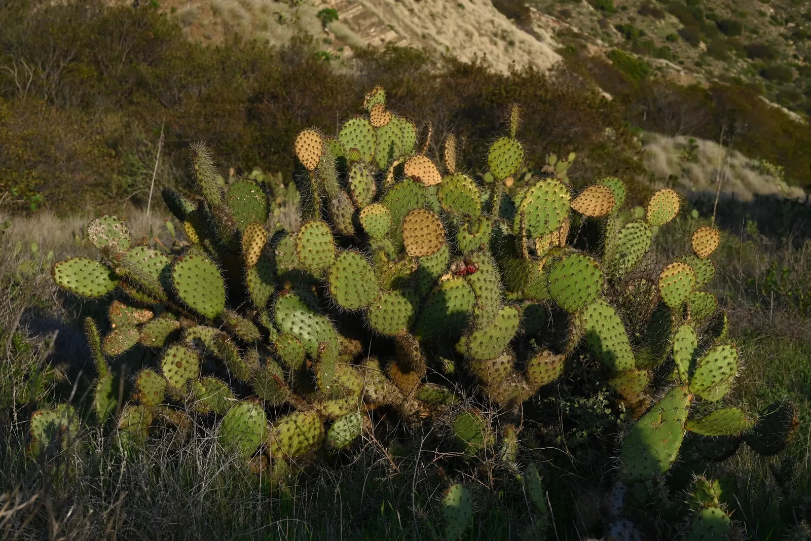 Coastal Prickly Pear (Opuntia littoralis) — Originating from the coastal regions of California and extending down towards Mexico; during late, image 55