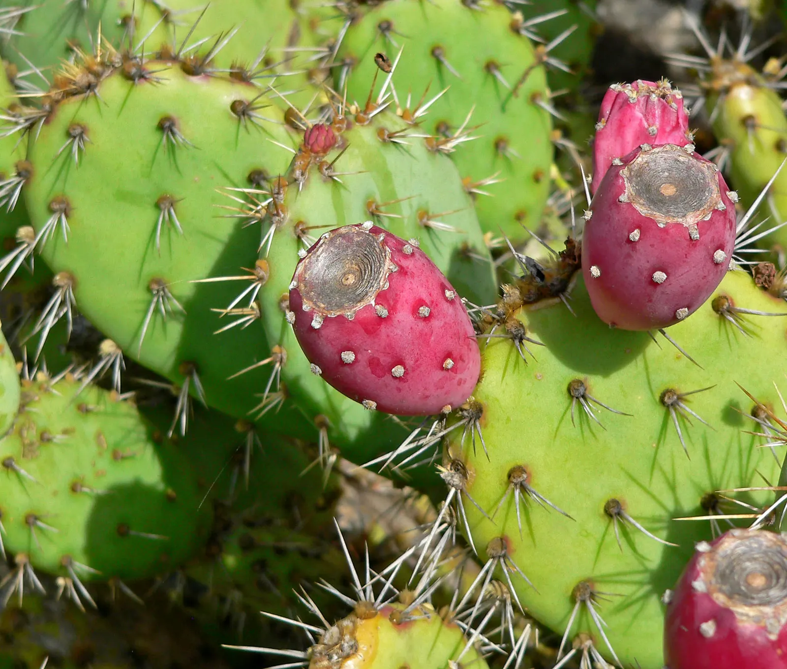 Coastal Prickly Pear (Opuntia littoralis) — cactus with pink and yellow blooms; exhibit a rich green hue and are dotted with areoles from which, image 91
