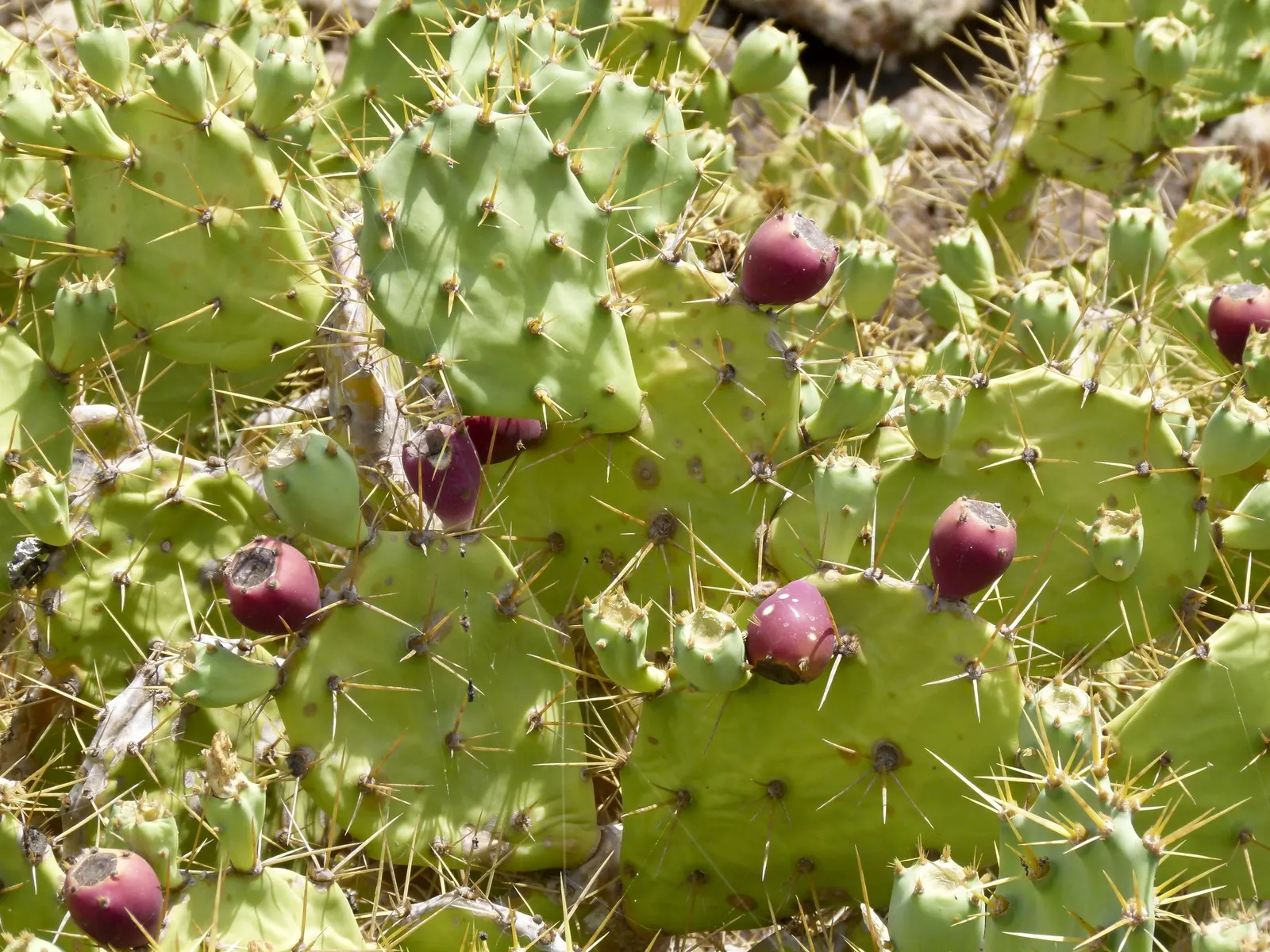Coastal Prickly Pear (Opuntia littoralis) — During late spring to early summer; paddle-shaped pads up to 8 inches long and clusters of yellow, image 106