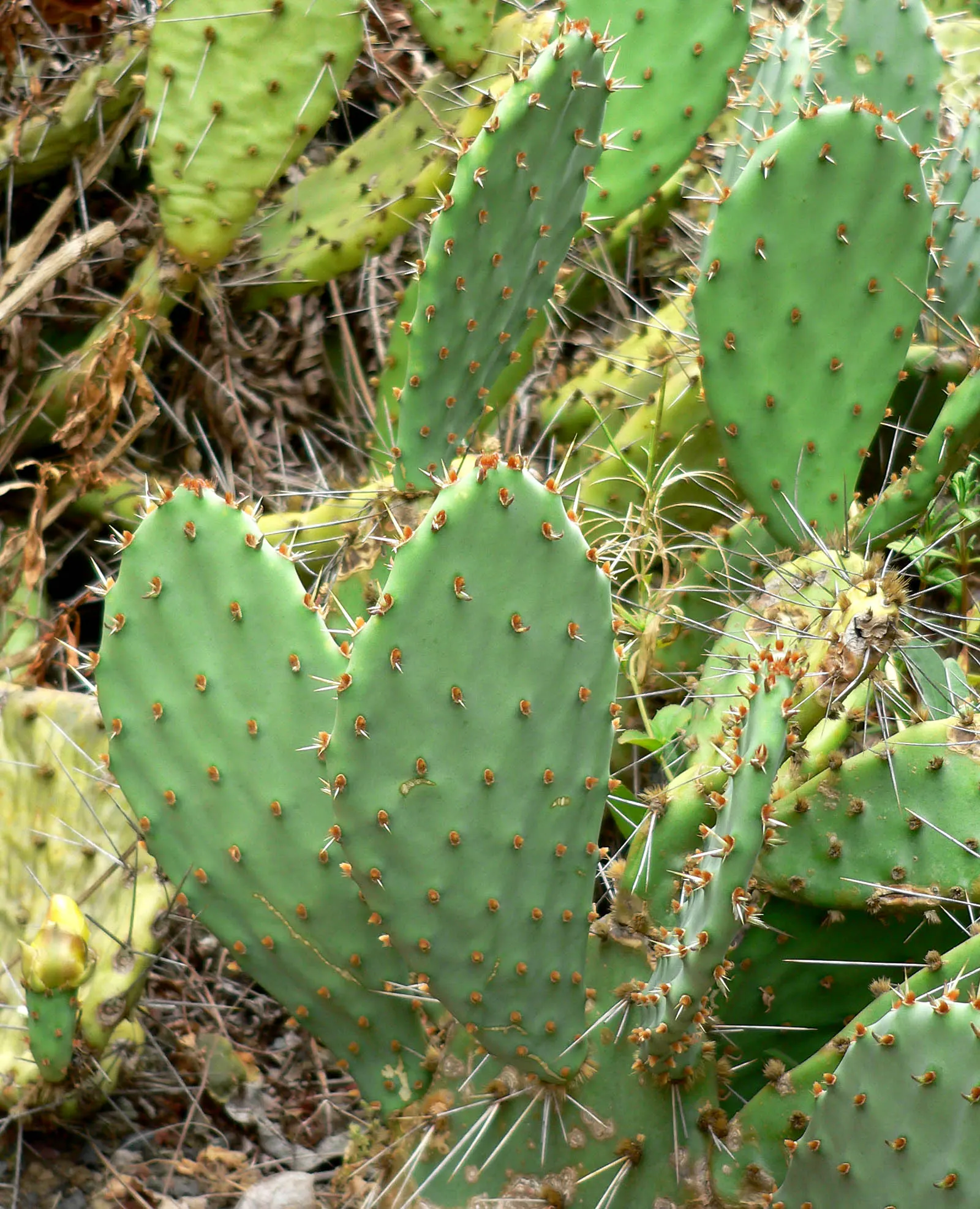 Coastal Prickly Pear (Opuntia littoralis) — Originating from the coastal regions of California and extending down towards Mexico; during late, image 101