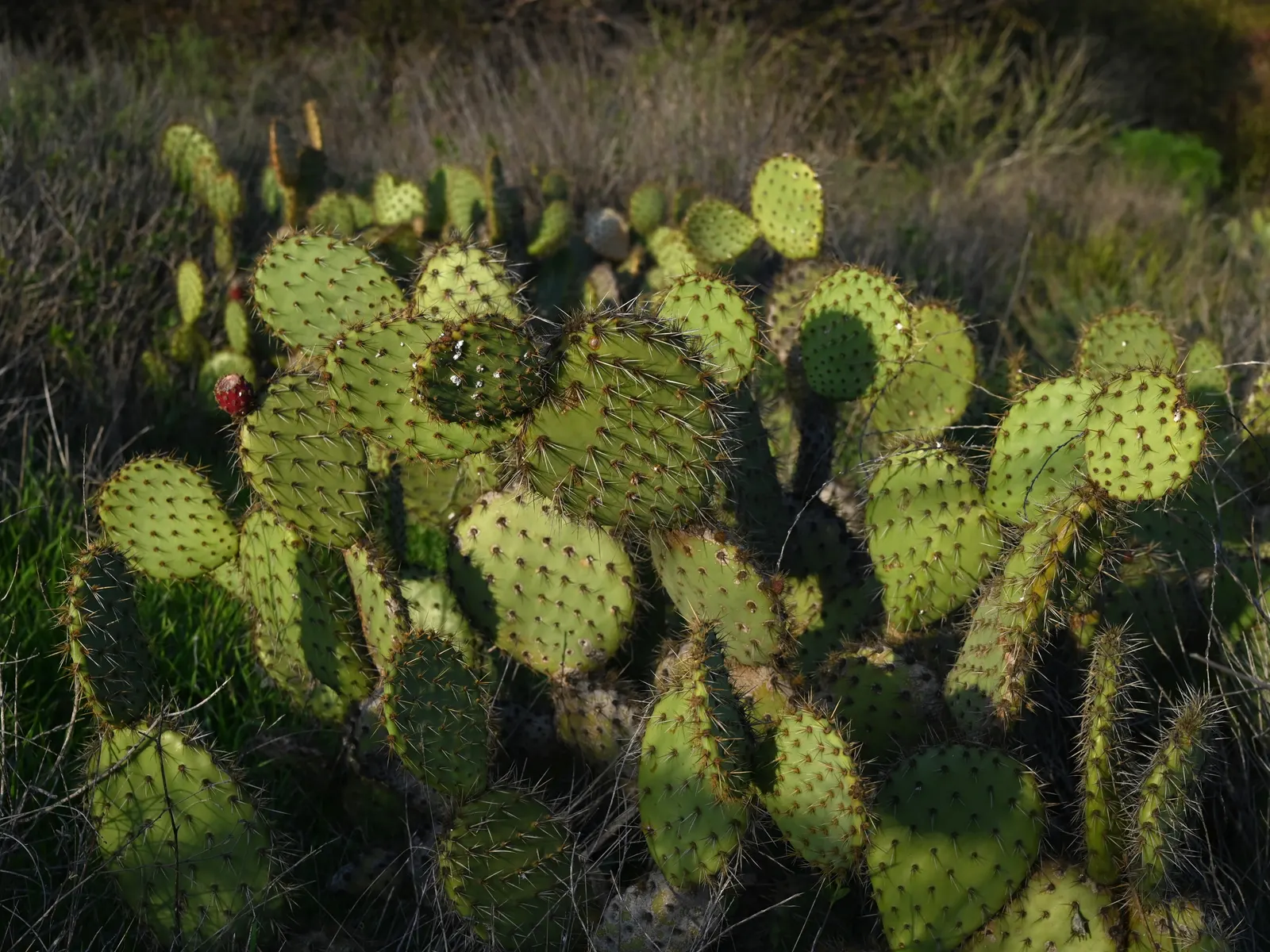 Coastal Prickly Pear (Opuntia littoralis) — presents a vibrant addition to any xeriscape or drought-tolerant landscape; cactus for full, image 53
