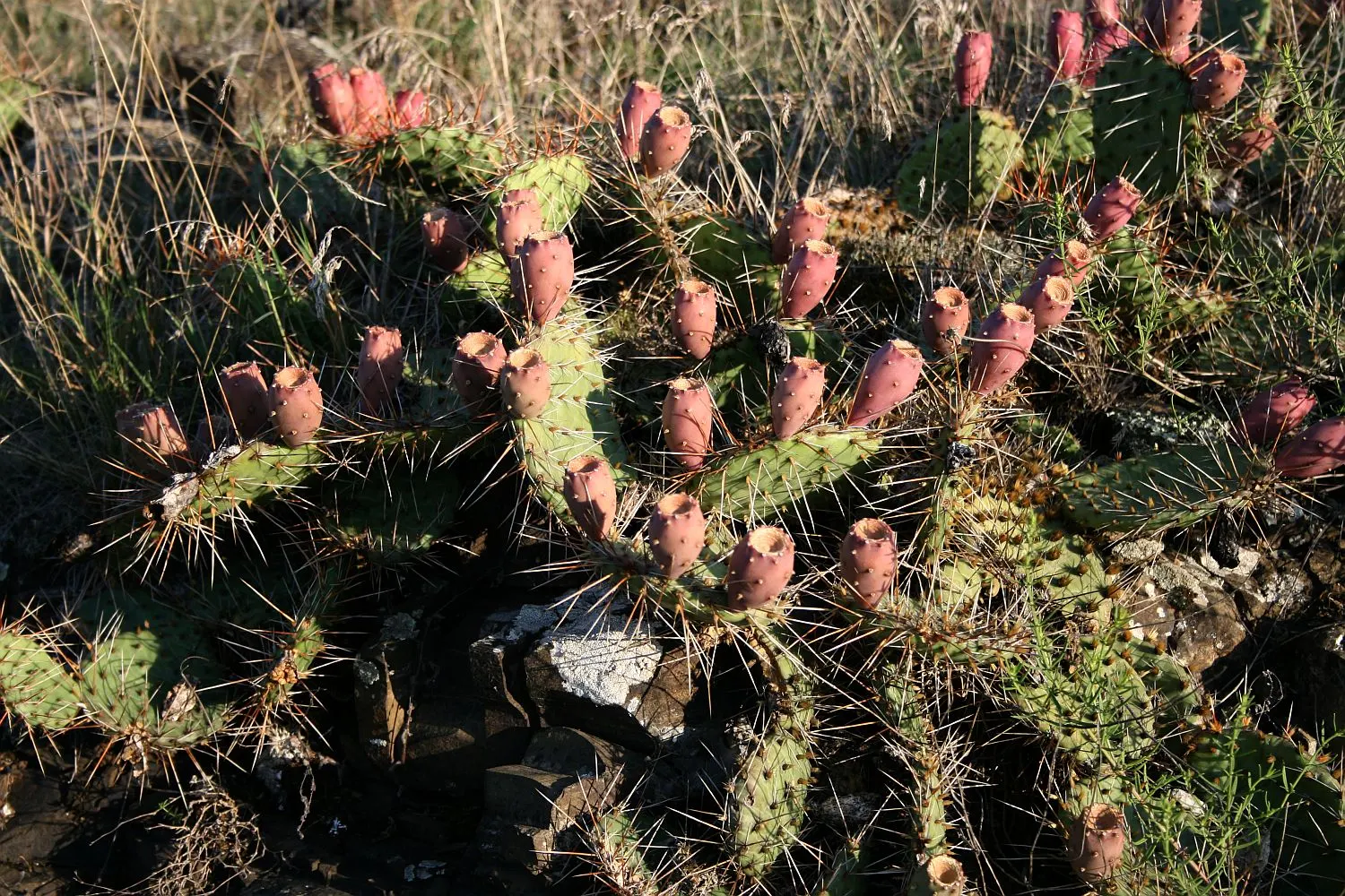 Coastal Prickly Pear (Opuntia littoralis) — presents a vibrant addition to any xeriscape or drought-tolerant landscape; cactus for full, image 76