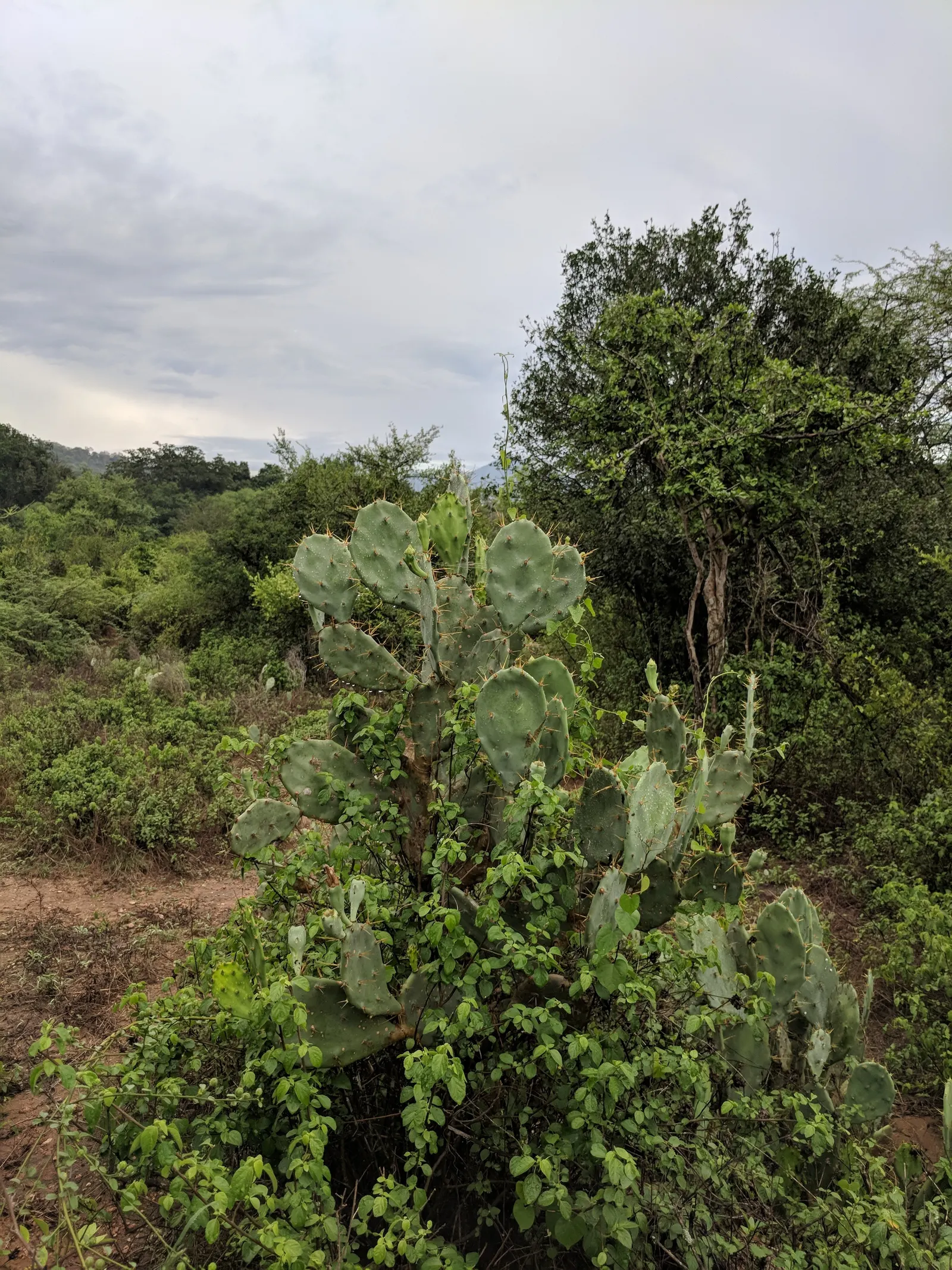 Coastal Prickly Pear (Opuntia littoralis) — drought-tolerant cactus native to California's coastal regions; opuntia littoralis reaches a moderate, image 94