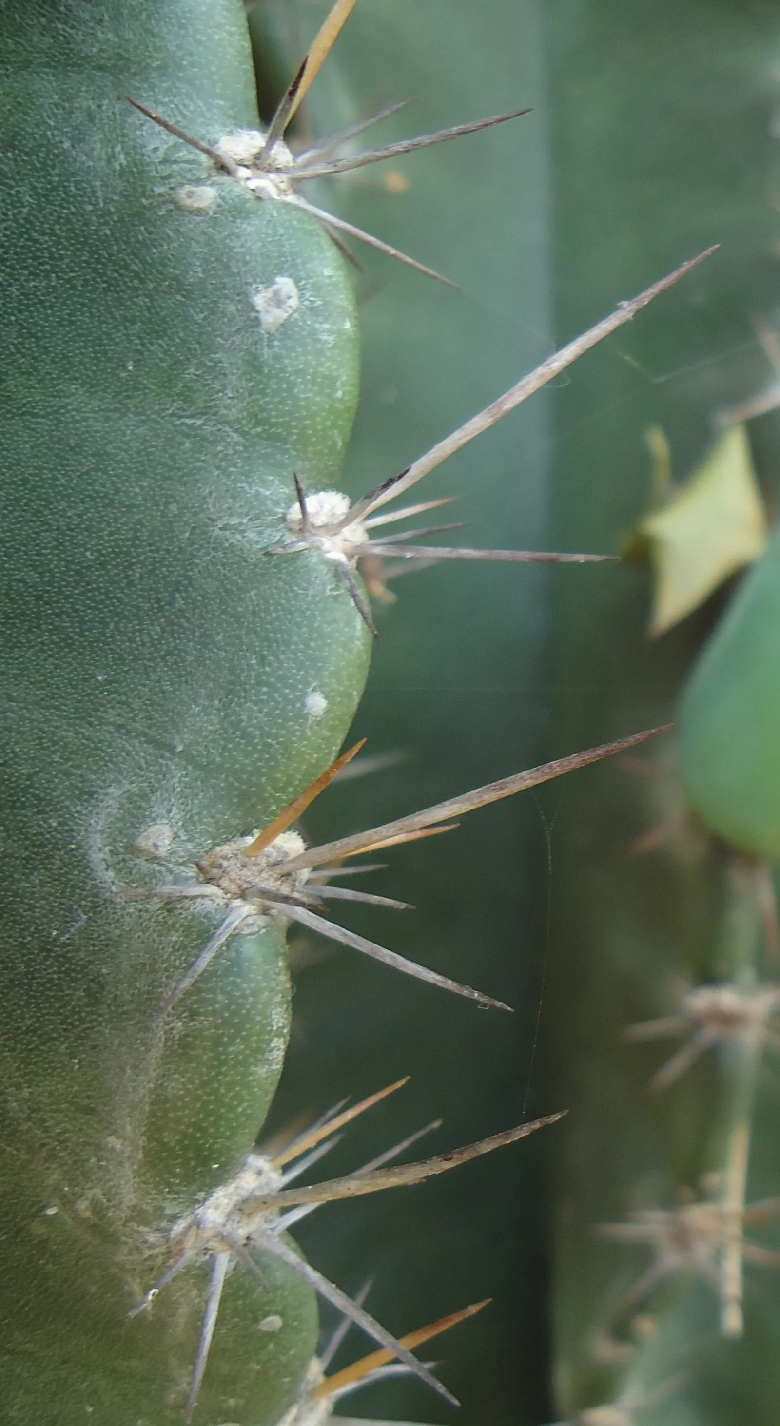 Coastal Prickly Pear (Opuntia littoralis) — allowing for considerable ground coverage, image 81