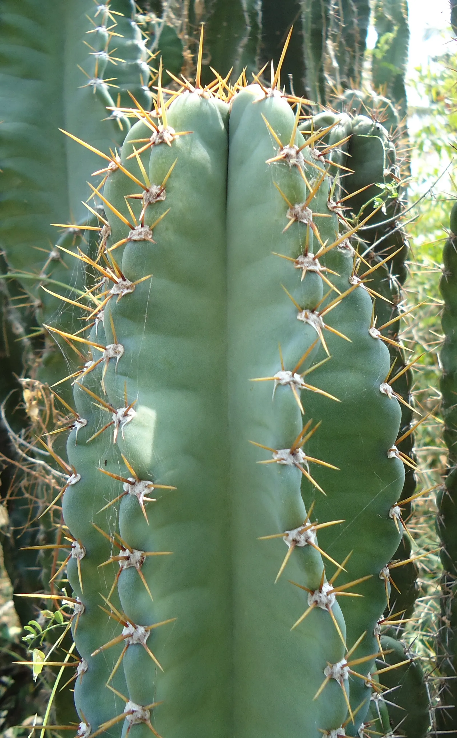 Coastal Prickly Pear (Opuntia littoralis) — this species produces showy yellow flowers; this sturdy cactus is well adapted to Mediterranean and, image 84
