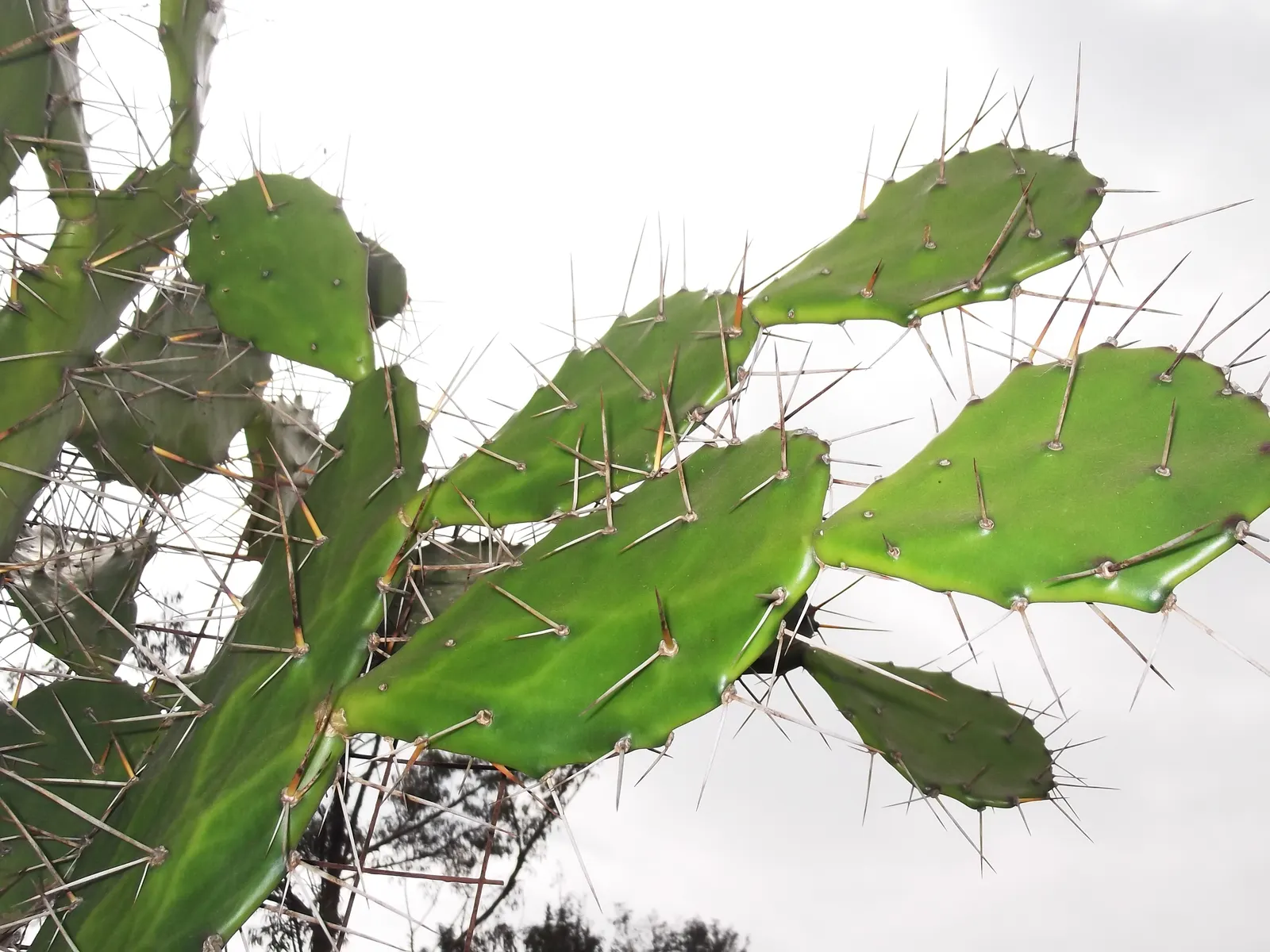 Coastal Prickly Pear (Opuntia littoralis) — Once established, it demands minimal watering, aligning with water conservation principles; this, image 88