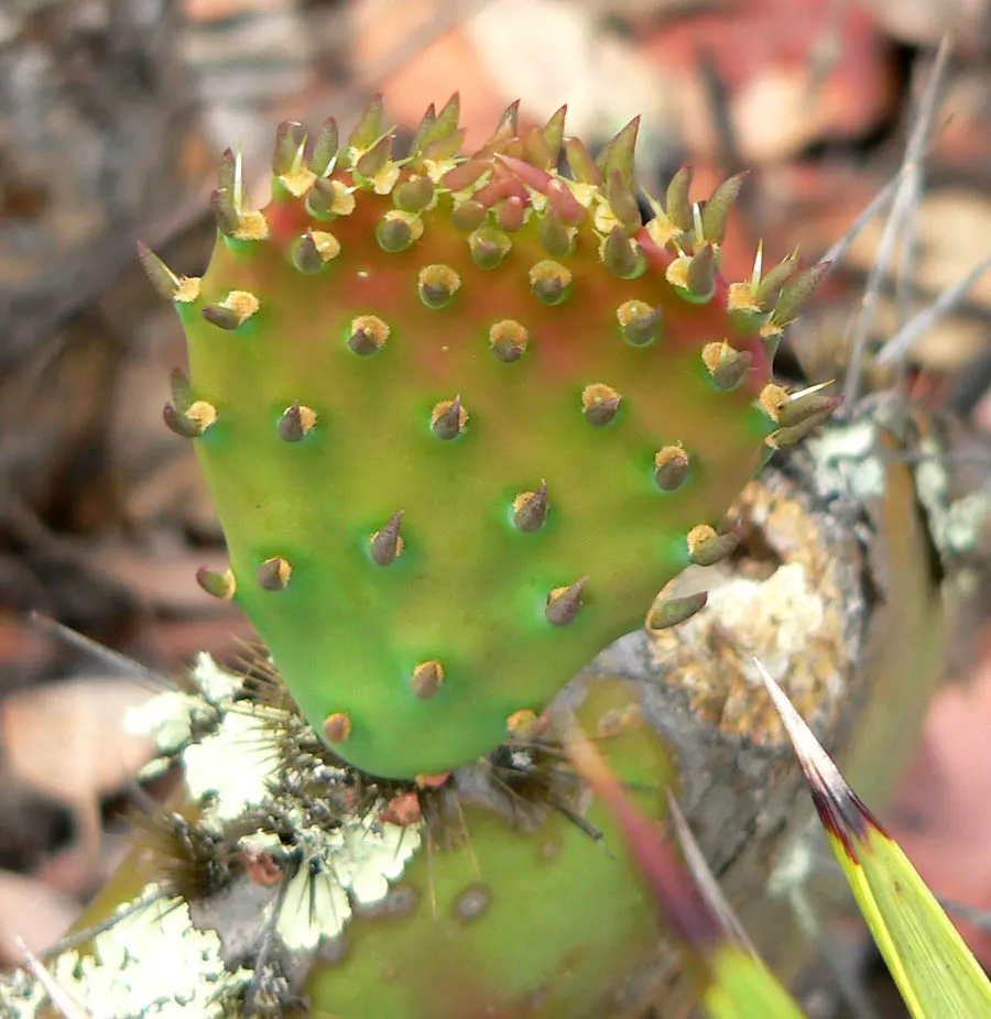 Coastal Prickly Pear (Opuntia littoralis) — cactus for full; to integrate Opuntia littoralis into your landscape, image 92