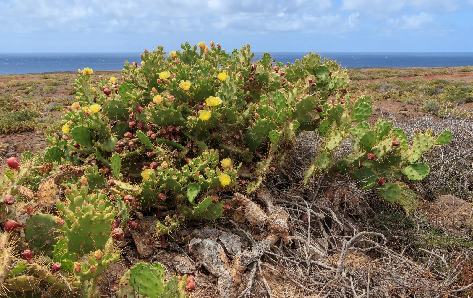 Coastal Prickly Pear (Opuntia littoralis) — presents a vibrant addition to any xeriscape or drought-tolerant landscape; cactus for full, image 99