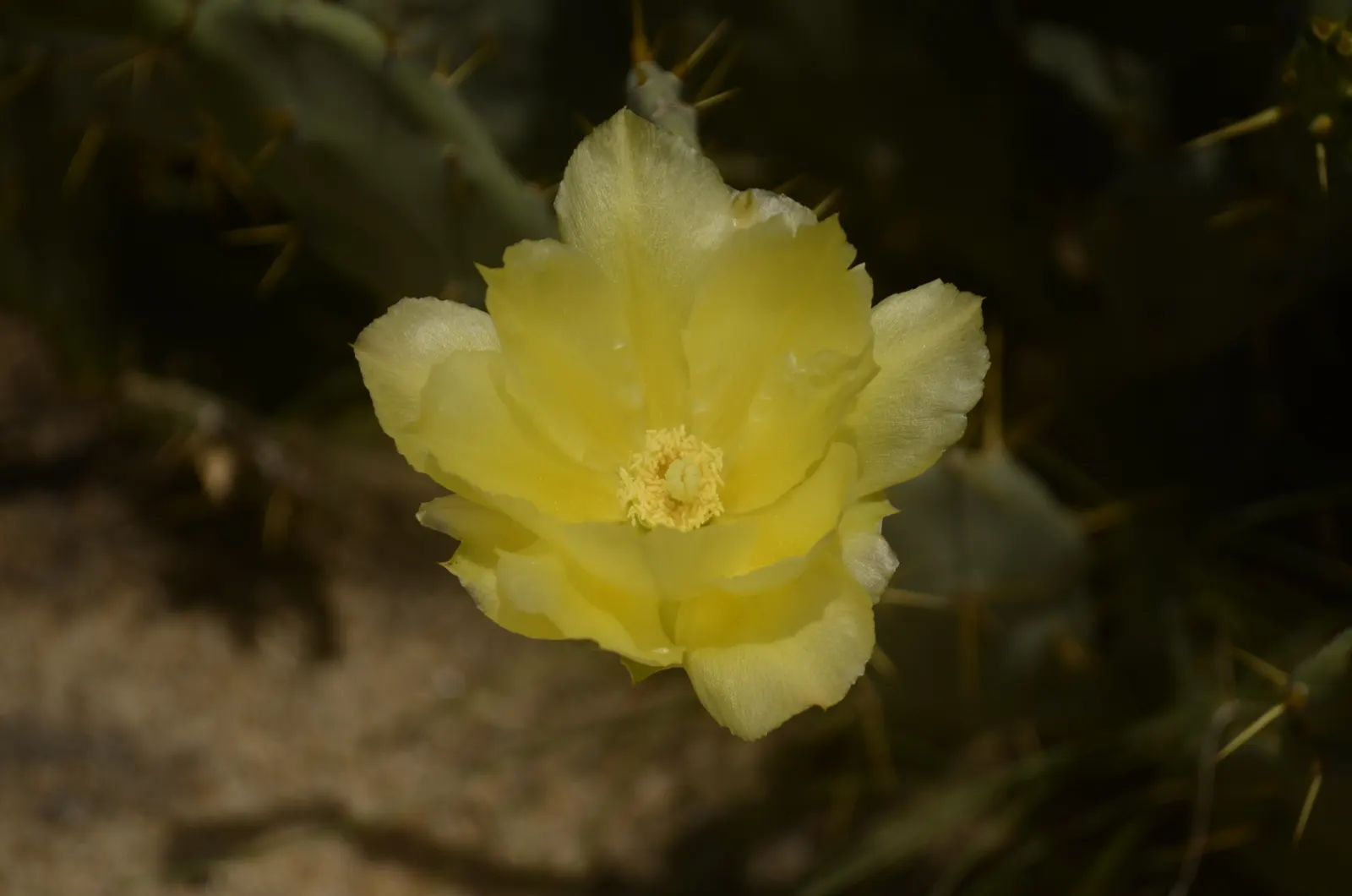 Coastal Prickly Pear (Opuntia littoralis) — scientifically designated as Opuntia littoralis; which are approximately 2 to 3 inches in diameter, image 121