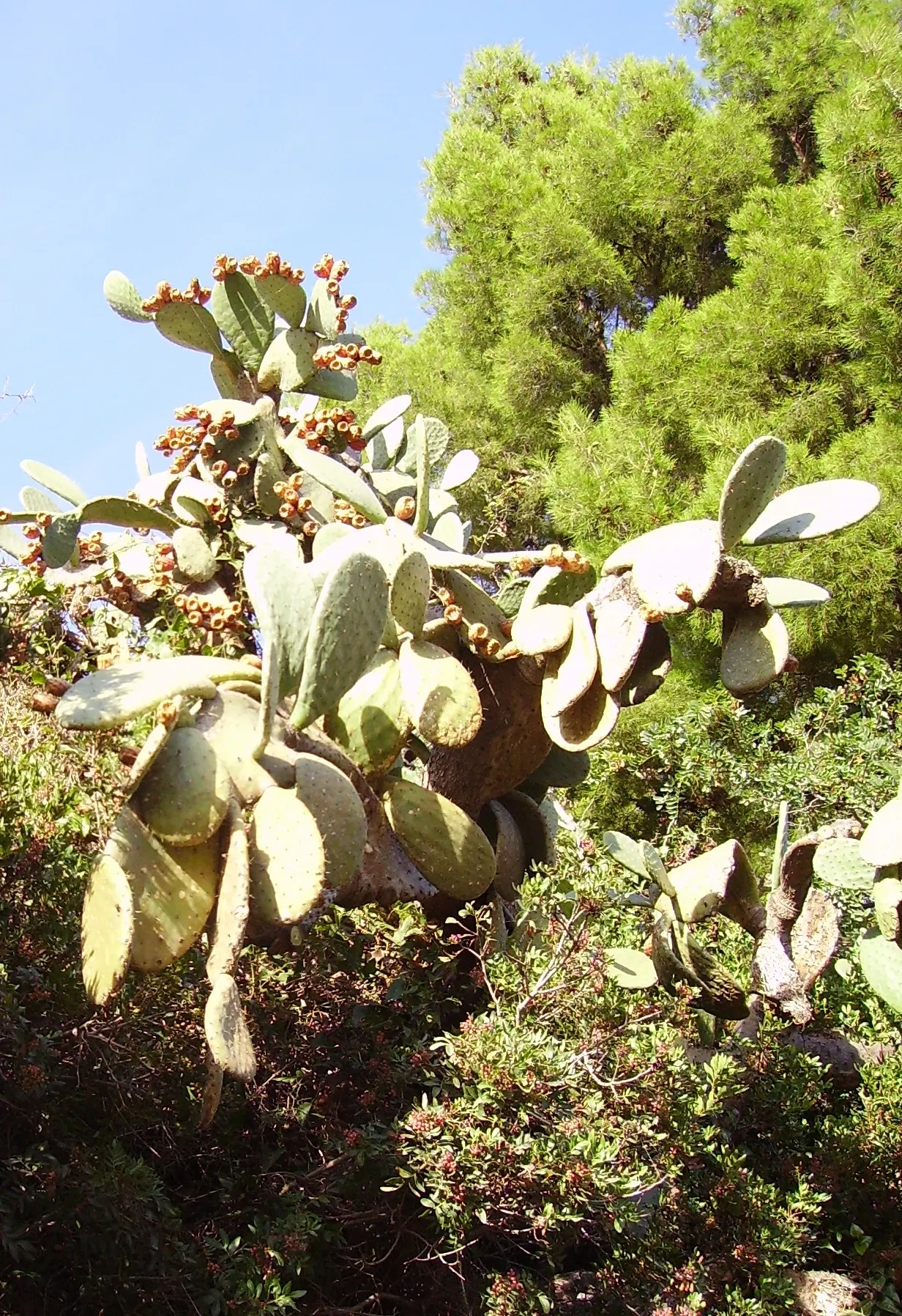 Coastal Prickly Pear (Opuntia littoralis) — To integrate Opuntia littoralis into your landscape; cactus with pink and yellow blooms, image 66