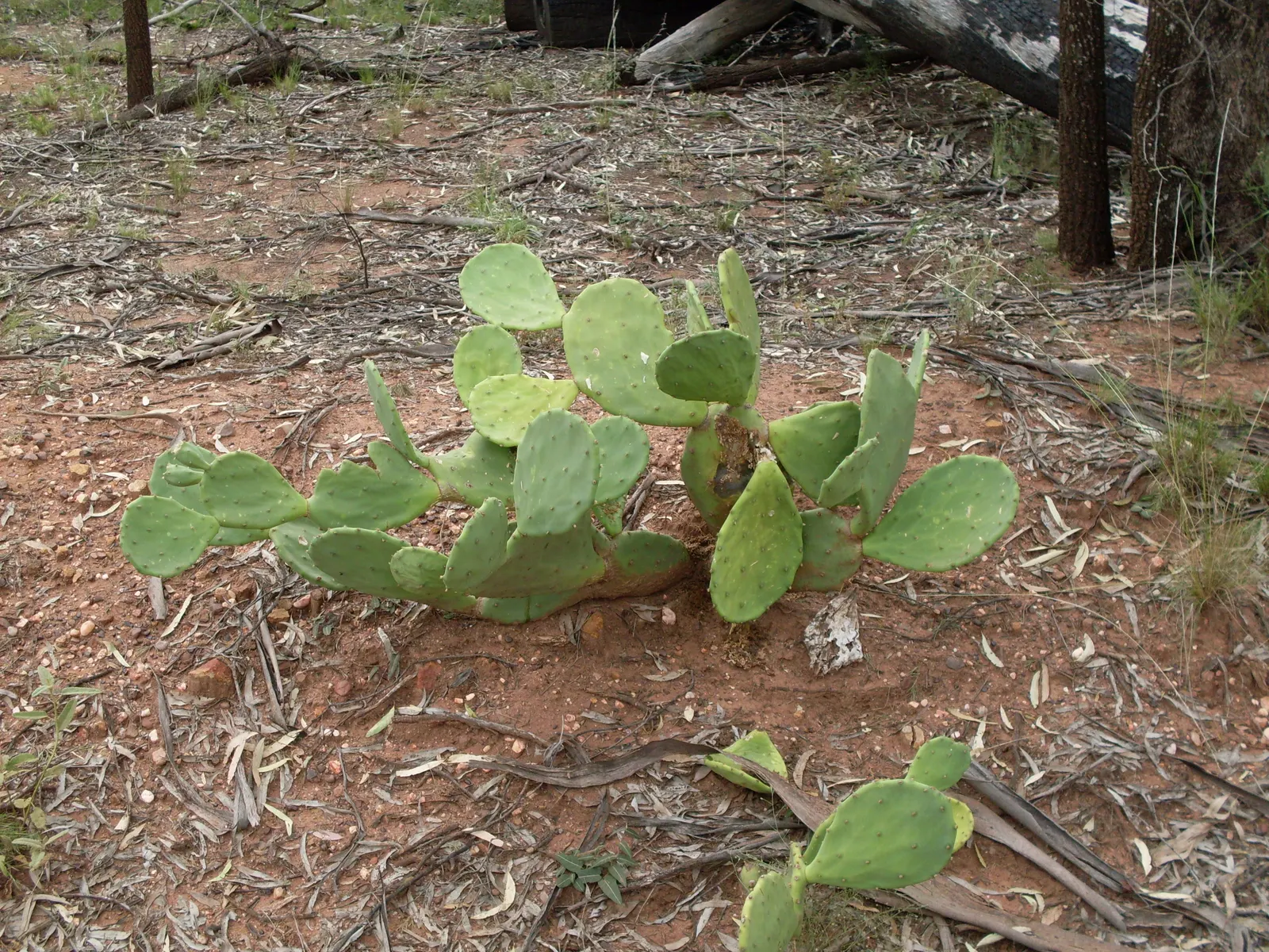 Coastal Prickly Pear (Opuntia littoralis) — Opuntia littoralis reaches a moderate height of 3 to 4 feet and can spread approximately 4 to 6 feet, image 103