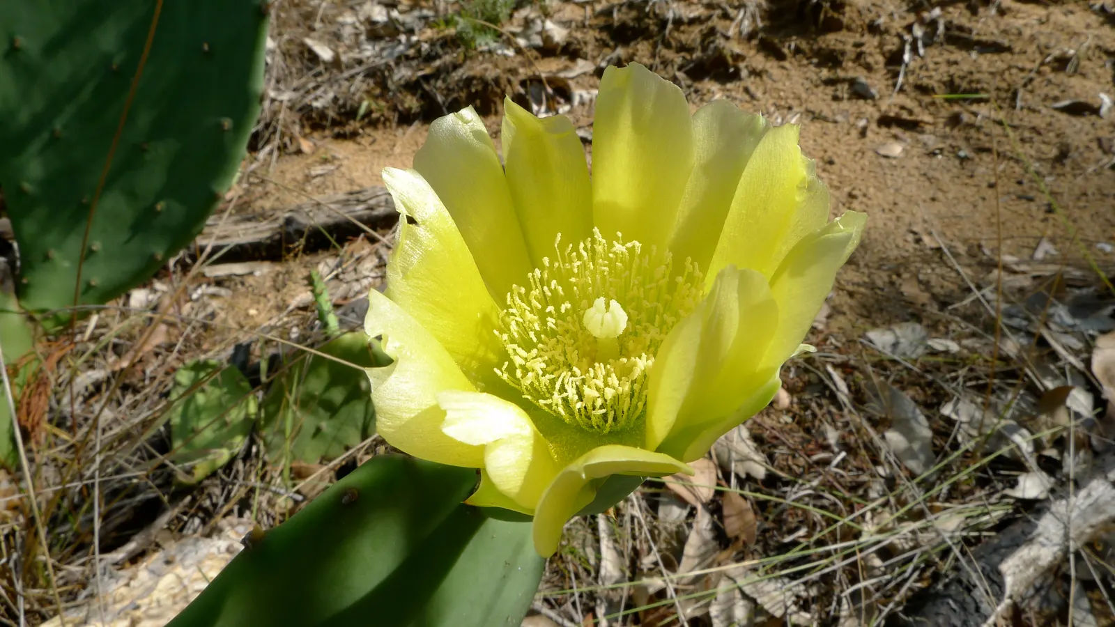 Coastal Prickly Pear (Opuntia littoralis) — Coastal Prickly Pear is an ideal selection; the Coastal Prickly Pear (Opuntia littoralis) is a resilient