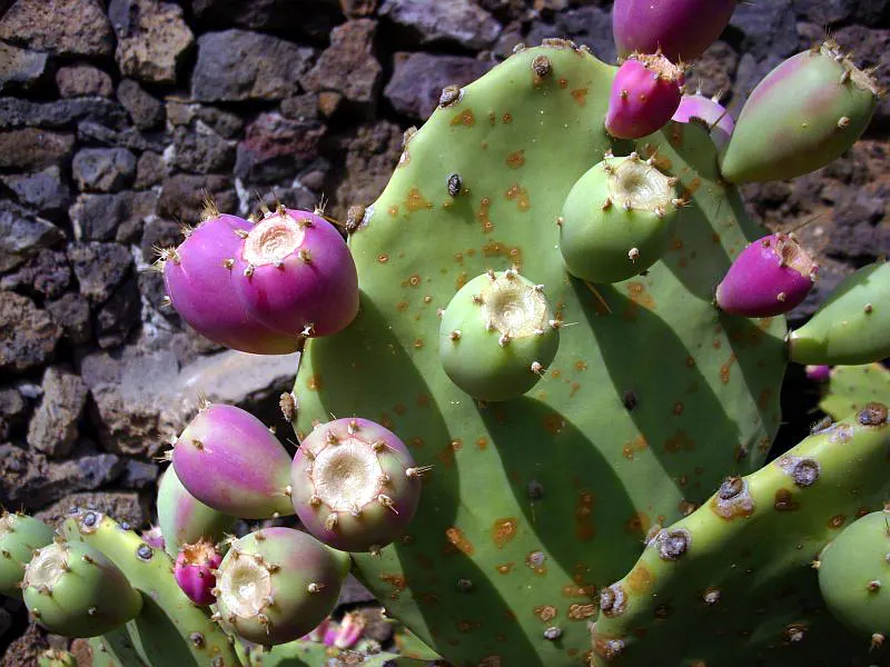 Coastal Prickly Pear (Opuntia littoralis) — Once established, it demands minimal watering, aligning with water conservation principles; this species produces