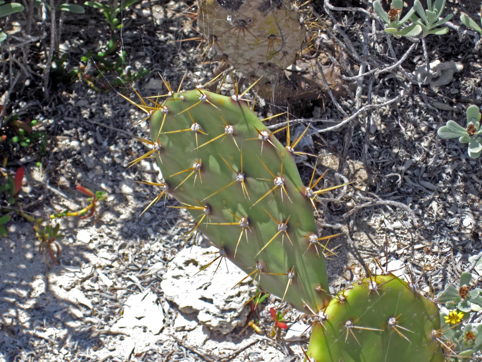 Coastal Prickly Pear (Opuntia littoralis) — allowing for considerable ground coverage, image 35
