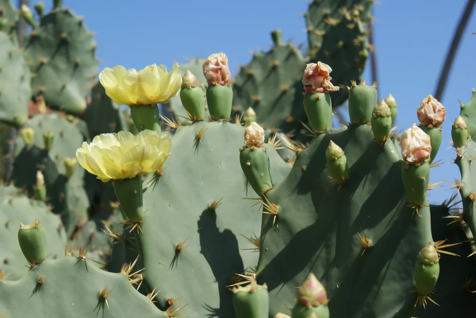 Coastal Prickly Pear (Opuntia littoralis) — exhibit a rich green hue and are dotted with areoles from which spines and glochids (tiny