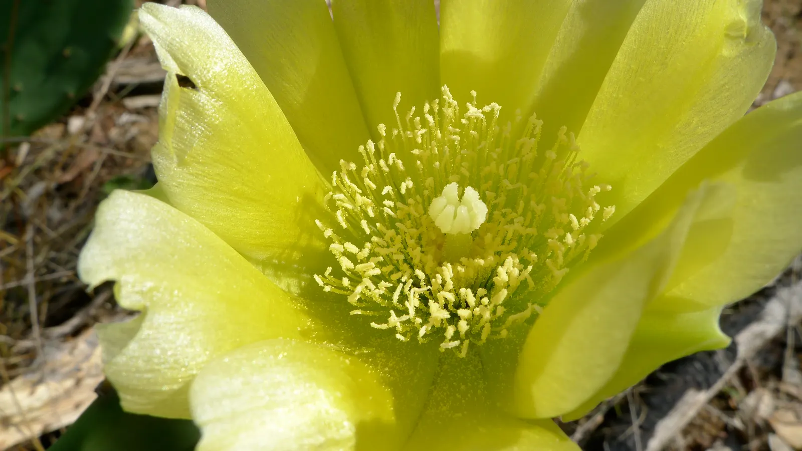 Coastal Prickly Pear (Opuntia littoralis) — It thrives in full sun exposure and requires well-draining soils to prevent root rot; offering both aesthetic