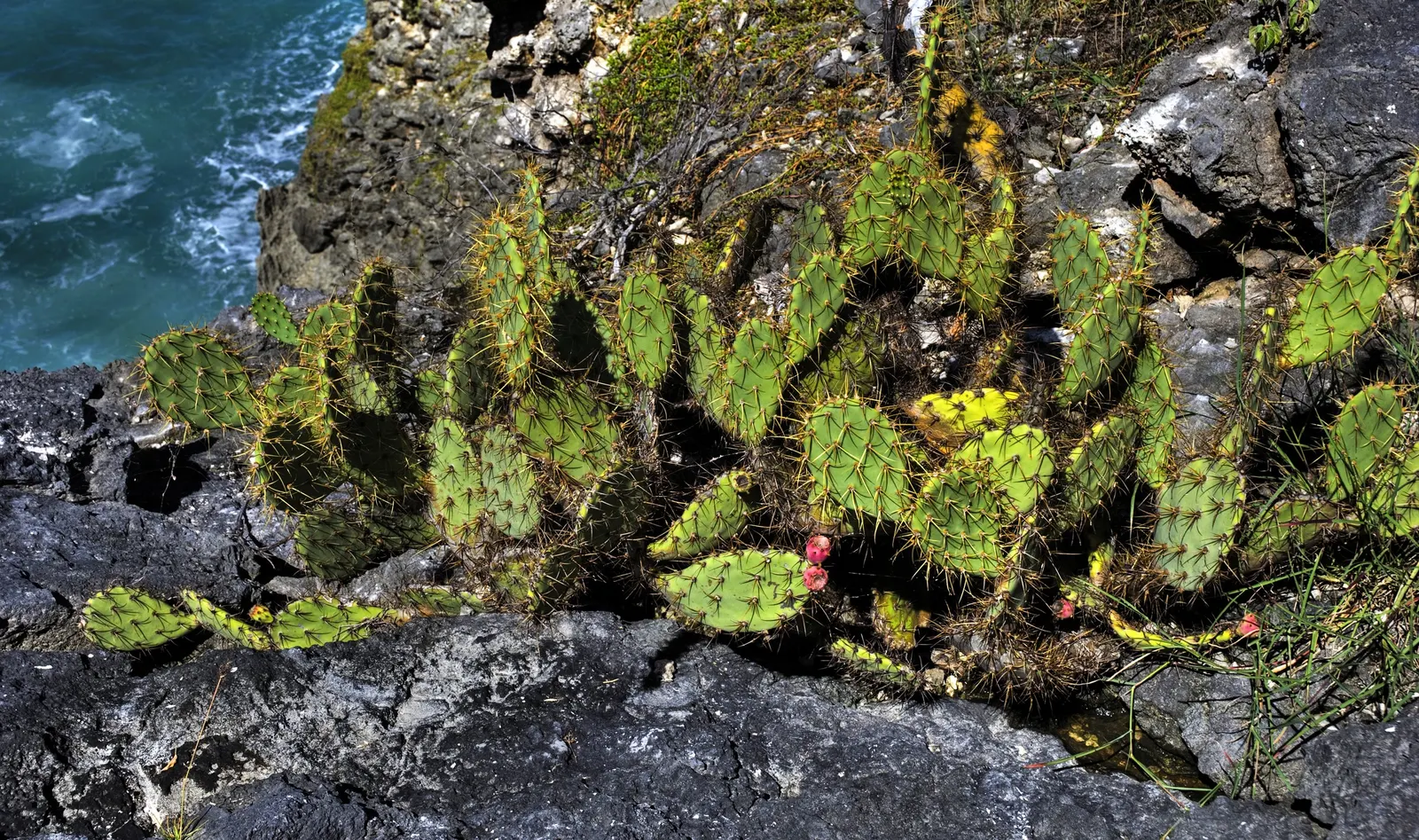 Coastal Prickly Pear (Opuntia littoralis) — this species produces showy yellow flowers; this sturdy cactus is well adapted to Mediterranean and subtropical