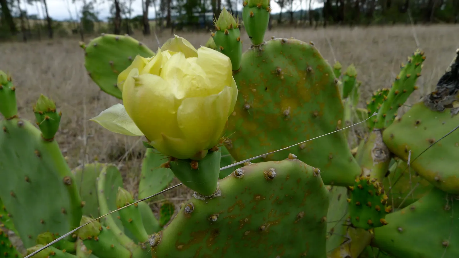 Coastal Prickly Pear (Opuntia littoralis) — To integrate Opuntia littoralis into your landscape