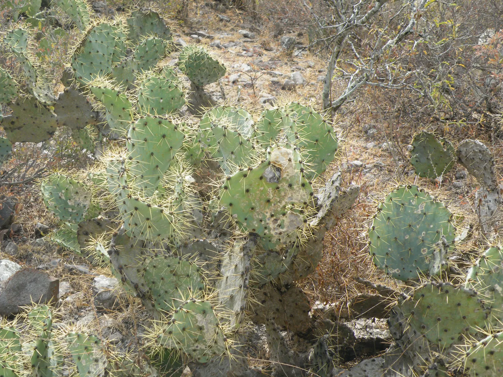 Coastal Prickly Pear (Opuntia littoralis) — Coastal Prickly Pear is an ideal selection
