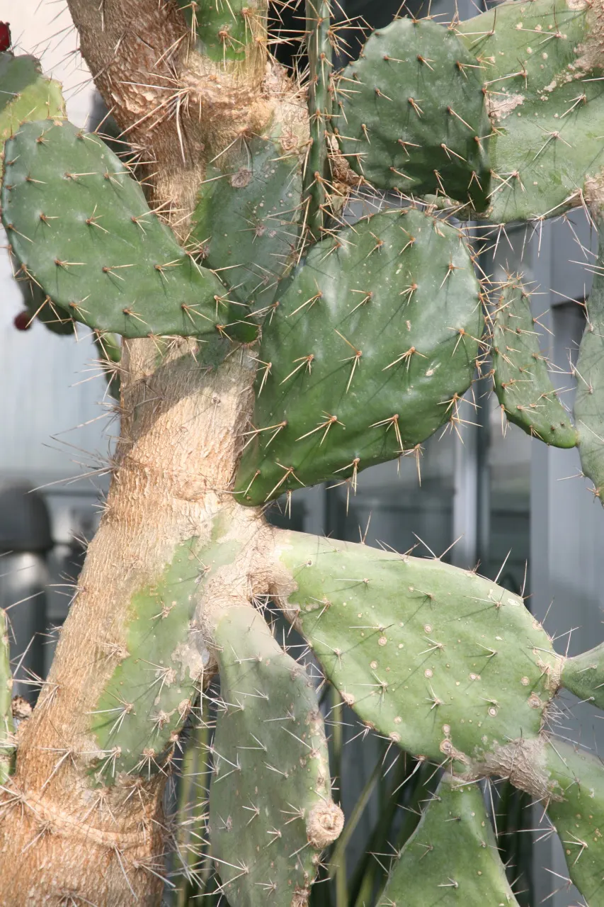Coastal Prickly Pear (Opuntia littoralis) — paddle-shaped pads up to 8 inches long and clusters of yellow blooms that become purple-red fruits; it thrives in