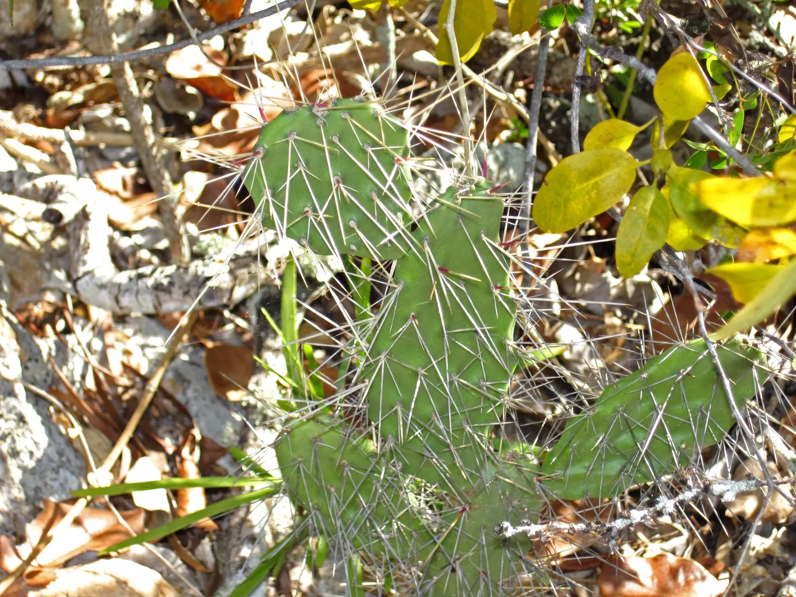 Coastal Prickly Pear (Opuntia littoralis) — Originating from the coastal regions of California and extending down towards Mexico; during late spring to early
