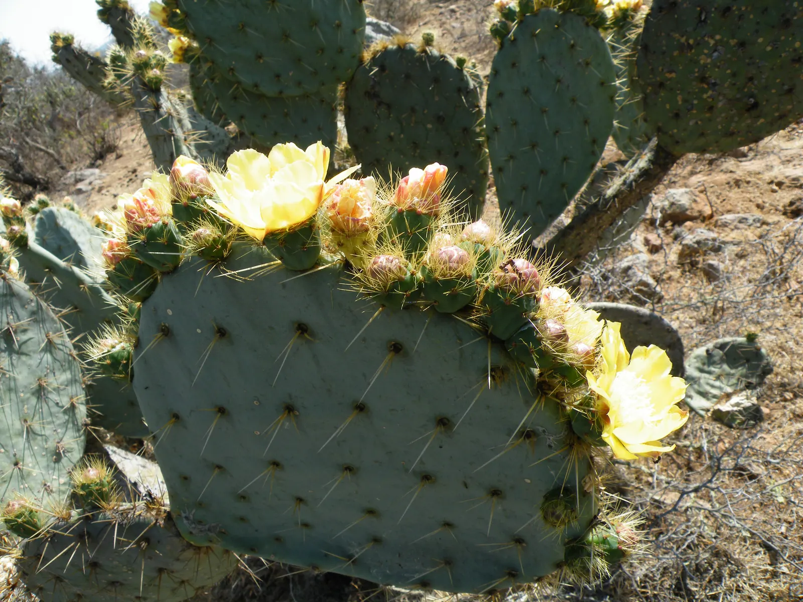 Coastal Prickly Pear (Opuntia littoralis) — presents a vibrant addition to any xeriscape or drought-tolerant landscape