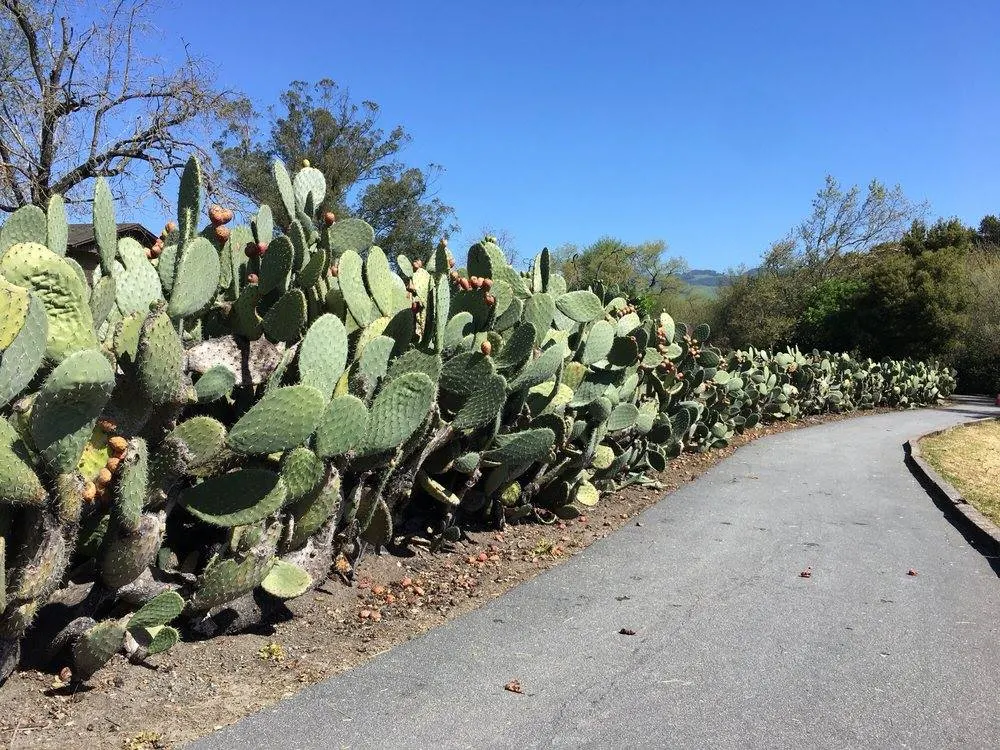 Coastal Prickly Pear (Opuntia littoralis) — this sturdy cactus is well adapted to Mediterranean and subtropical climates.<br><br>Typically; pink, image 79