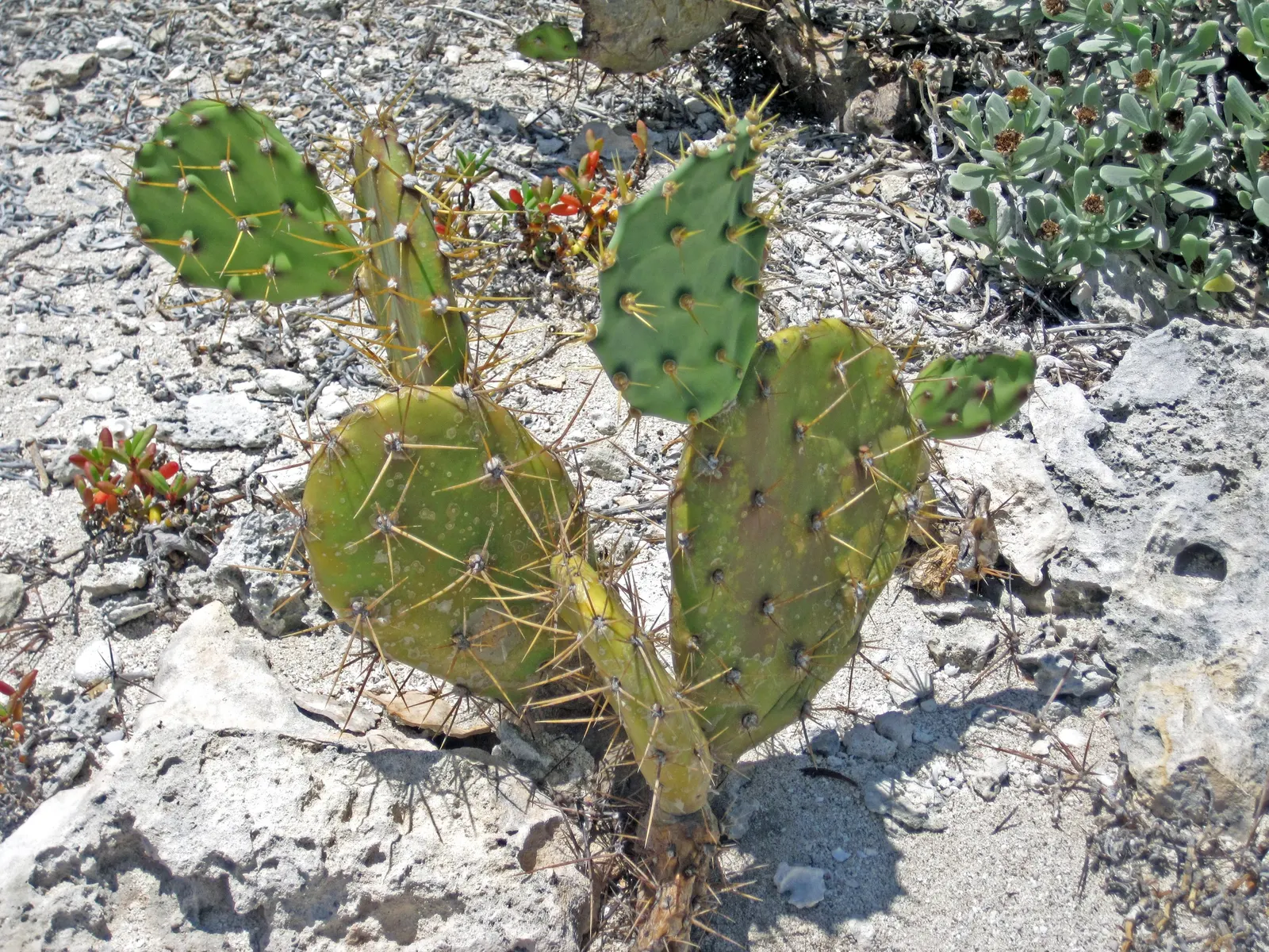 Coastal Prickly Pear (Opuntia littoralis) — this sturdy cactus is well adapted to Mediterranean and subtropical climates.<br><br>Typically; pink and yellow