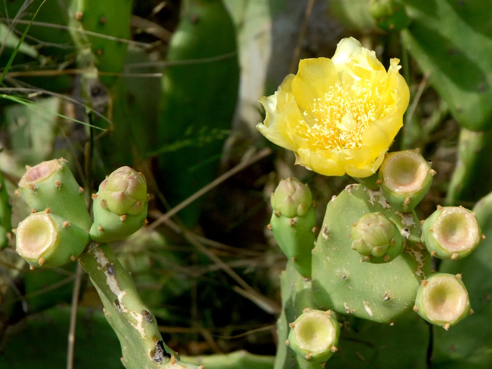 Coastal Prickly Pear (Opuntia littoralis) — It thrives in full sun and well-drained soils, adding a dramatic texture and warm tones to arid, image 97
