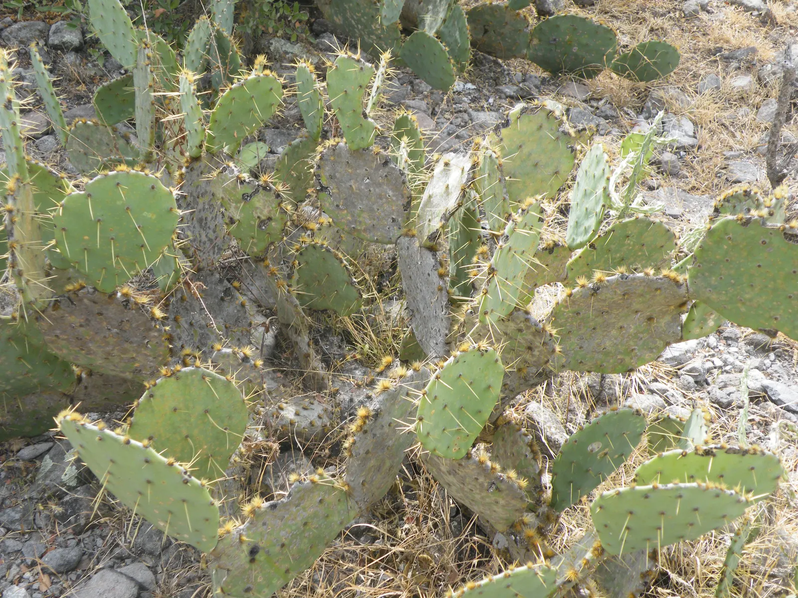 Coastal Prickly Pear (Opuntia littoralis) — It thrives in full sun exposure and requires well-draining soils to prevent root rot