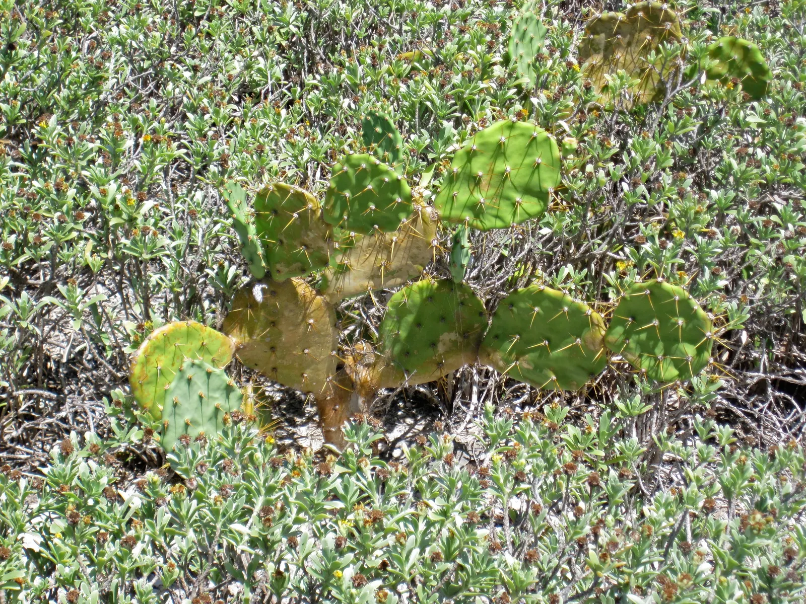 Coastal Prickly Pear (Opuntia littoralis) — Opuntia littoralis reaches a moderate height of 3 to 4 feet and can spread approximately 4 to 6 feet wide; it