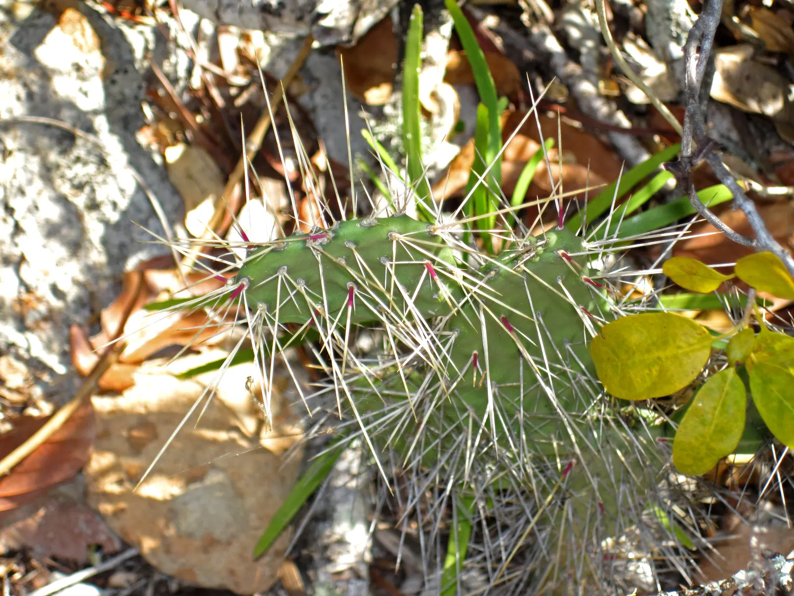 Coastal Prickly Pear (Opuntia littoralis) — It thrives in full sun and well-drained soils, adding a dramatic texture and warm tones to arid, image 28