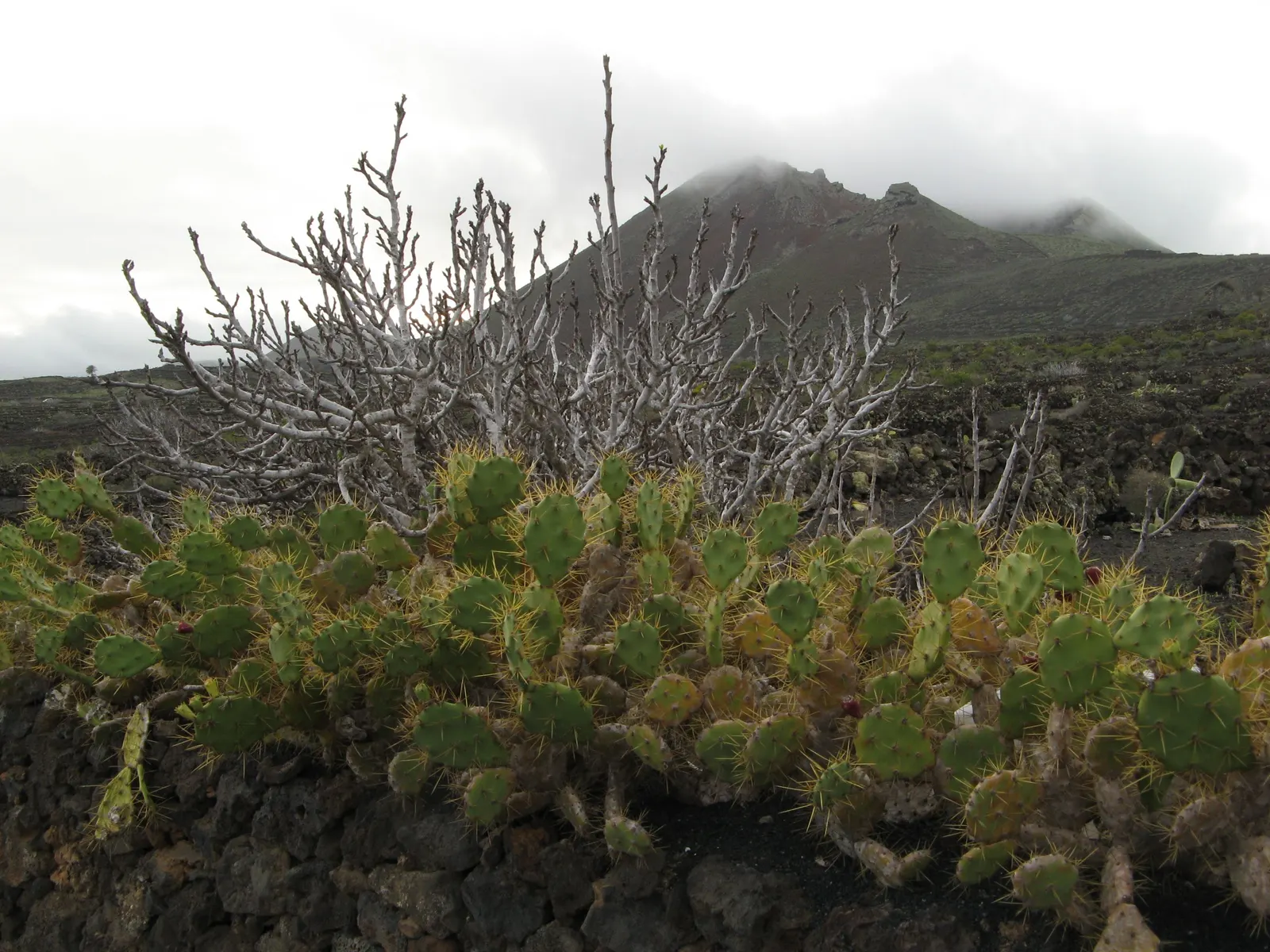 Coastal Prickly Pear (Opuntia littoralis) — exhibit a rich green hue and are dotted with areoles from which spines and glochids (tiny; once, image 128