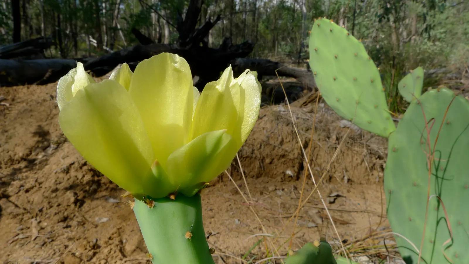 Coastal Prickly Pear (Opuntia littoralis) — which are approximately 2 to 3 inches in diameter; coastal Prickly Pear is an ideal selection