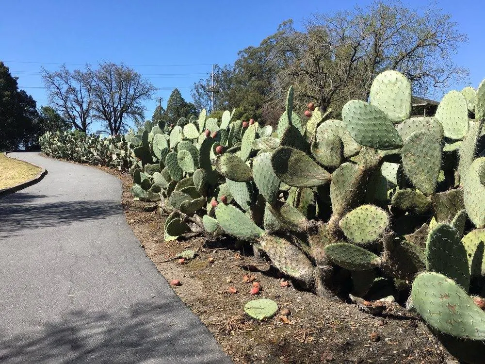 Coastal Prickly Pear (Opuntia littoralis) — which are approximately 2 to 3 inches in diameter; coastal Prickly Pear is an ideal selection, image 85