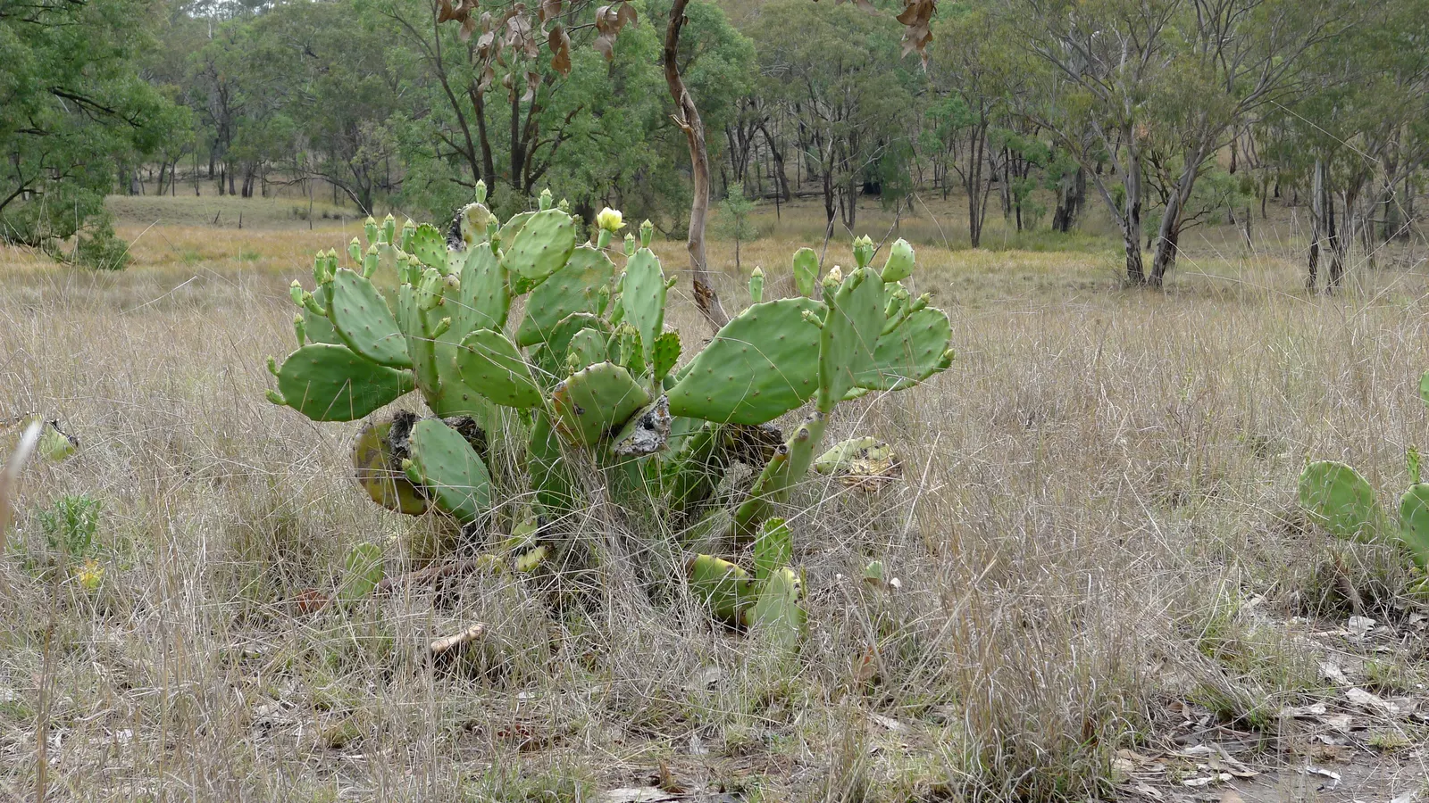 Coastal Prickly Pear (Opuntia littoralis) — cactus for full